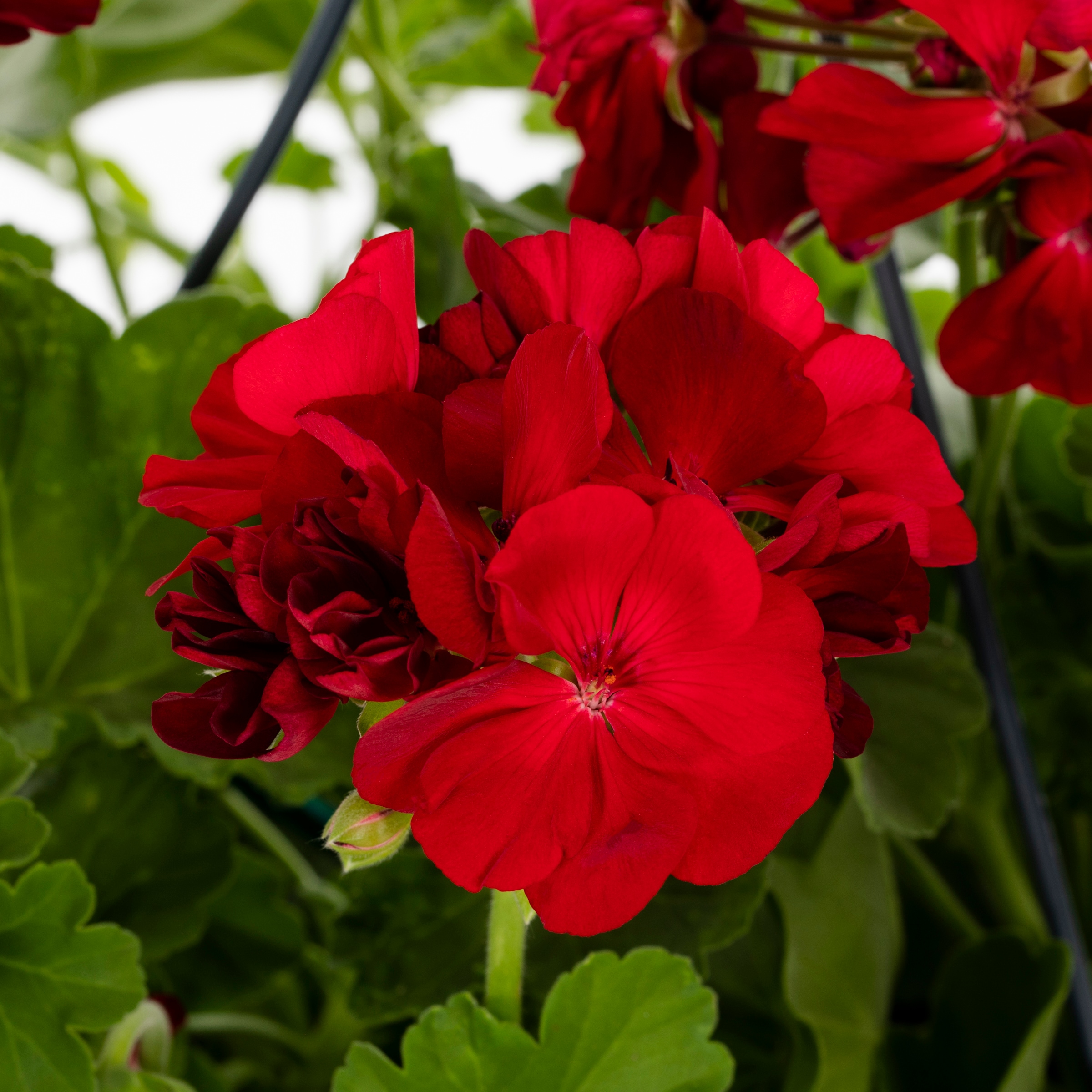 Lowe's 94004 annuals - View #2