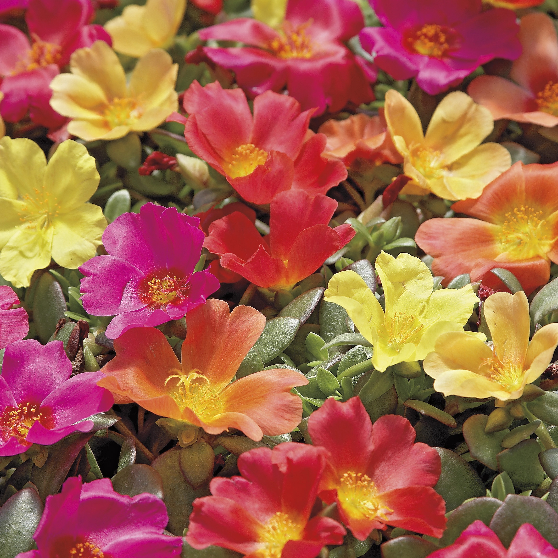 Lowe's 462101 annuals - View #2