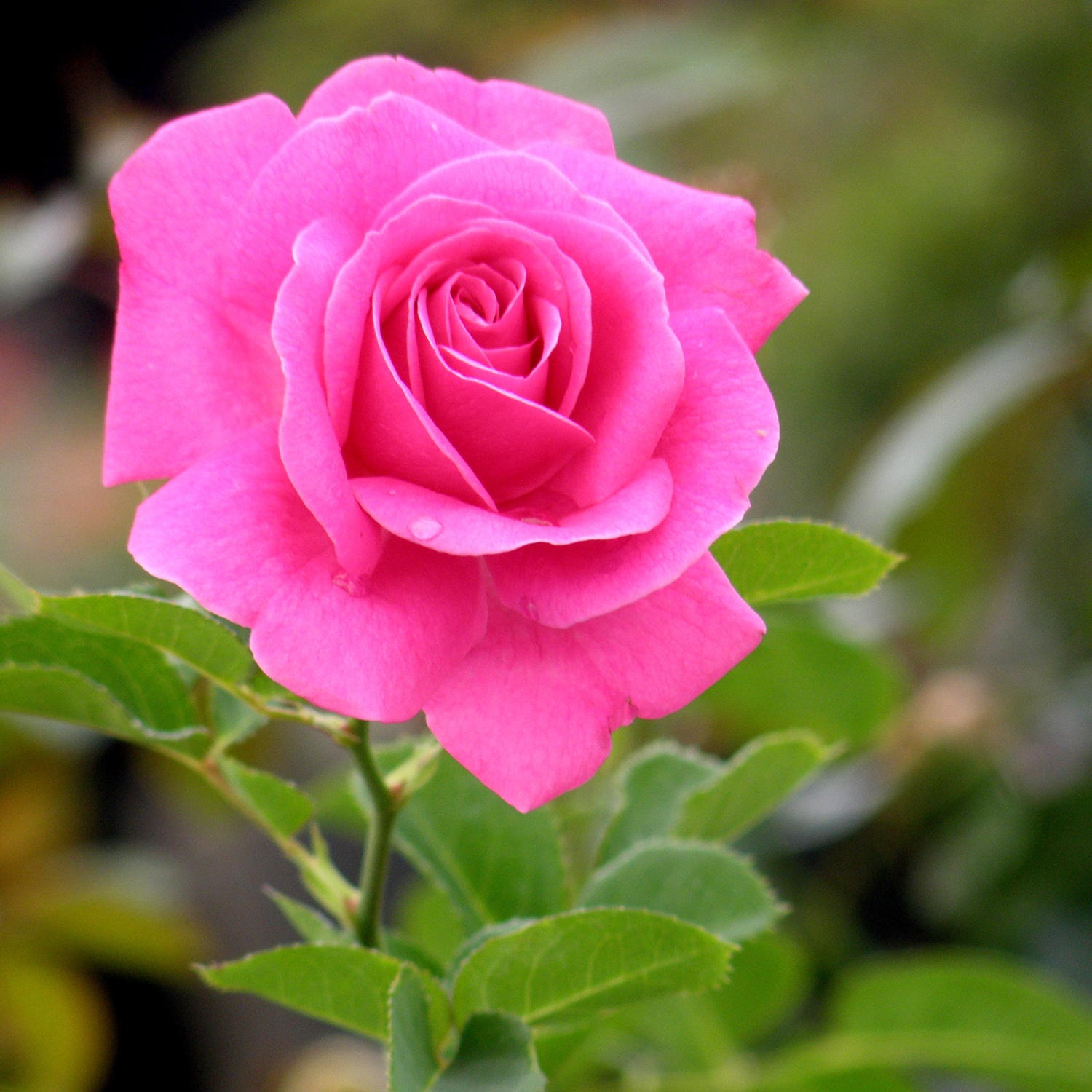 Altman Plants 0872515 roses - View #4