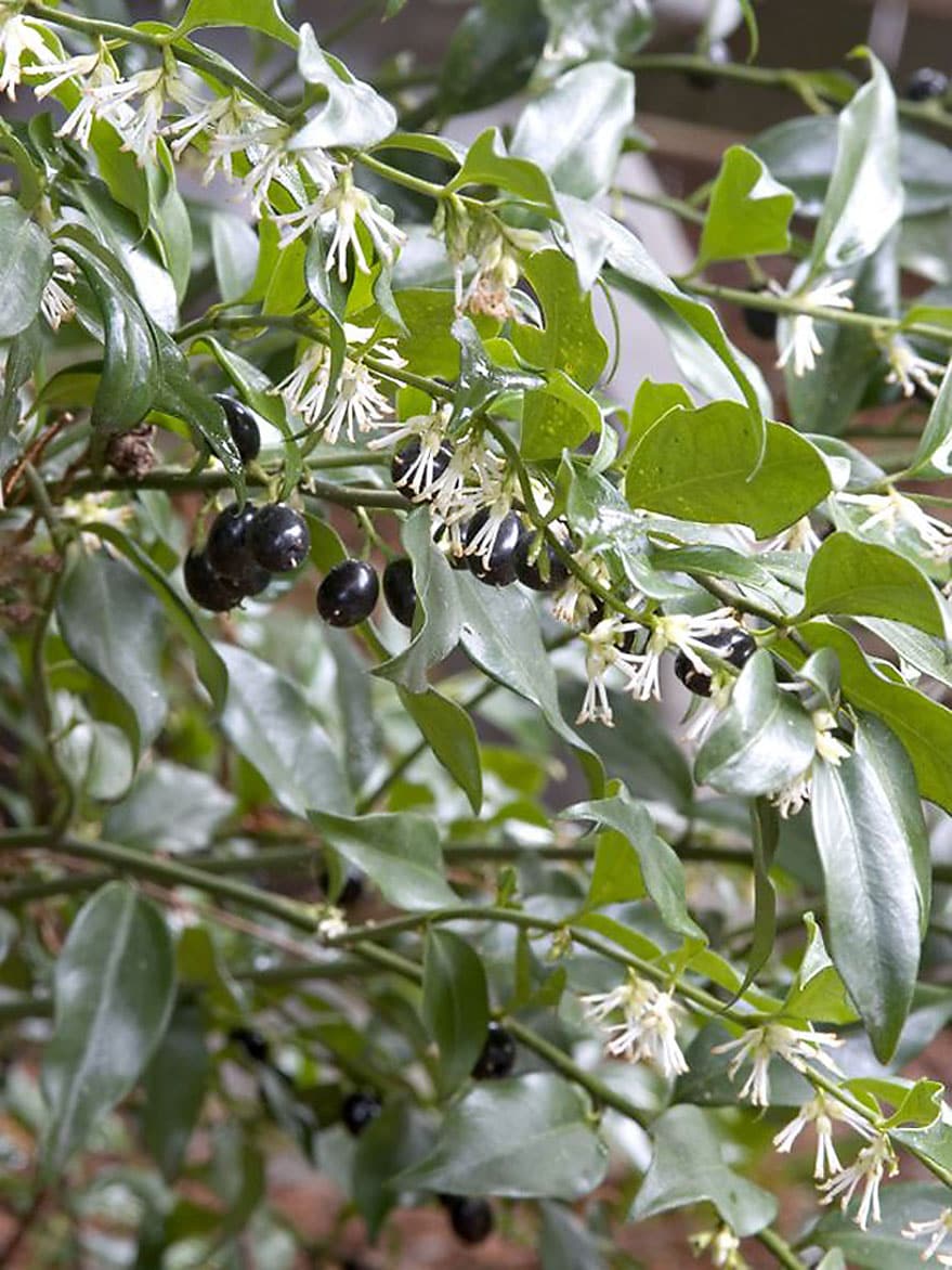 Monrovia 070501 Himalayan Sweet Box Flowering Shrub in In pot (with soil) with White Blooms