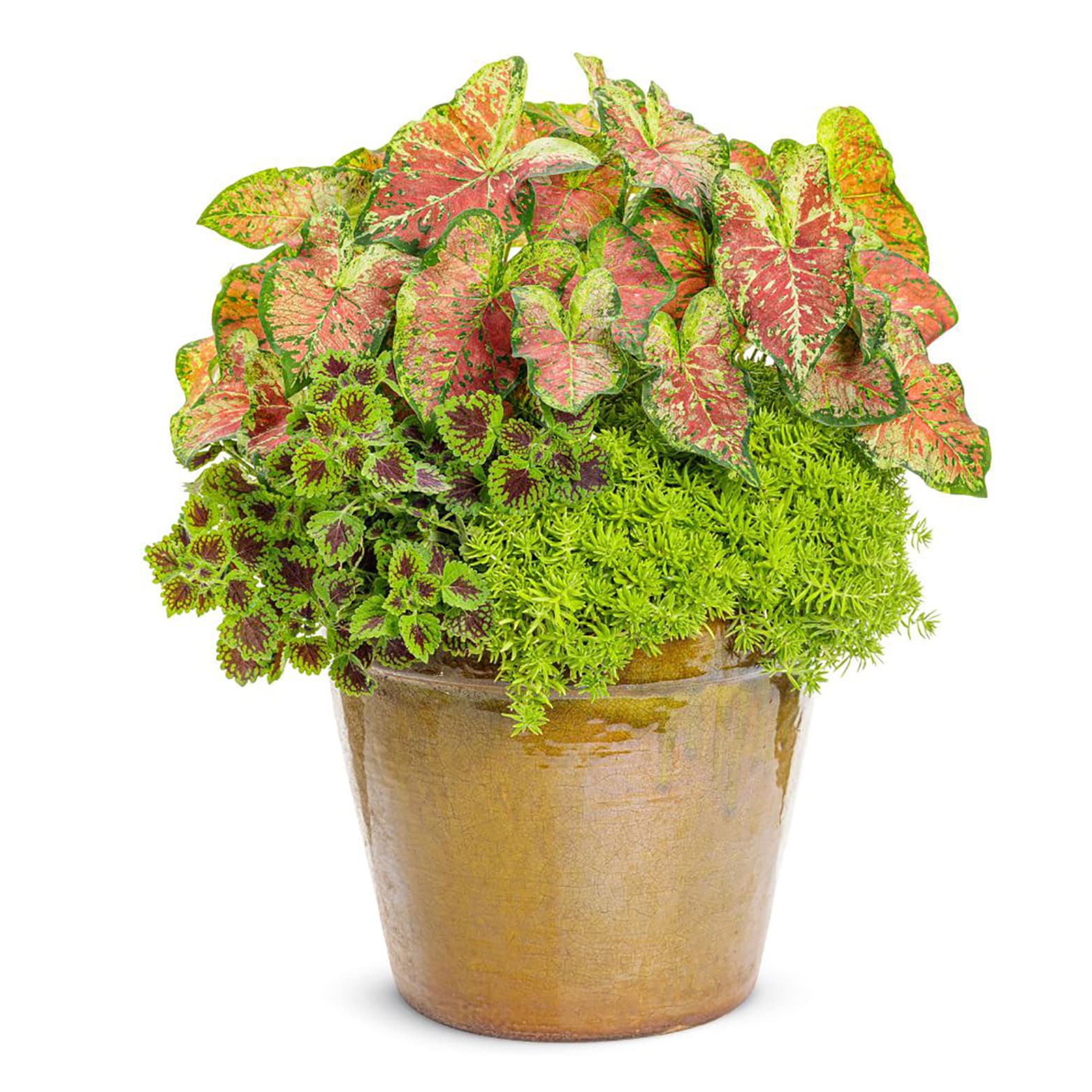 Proven Winners CLDPRW1237800 annuals - View #4