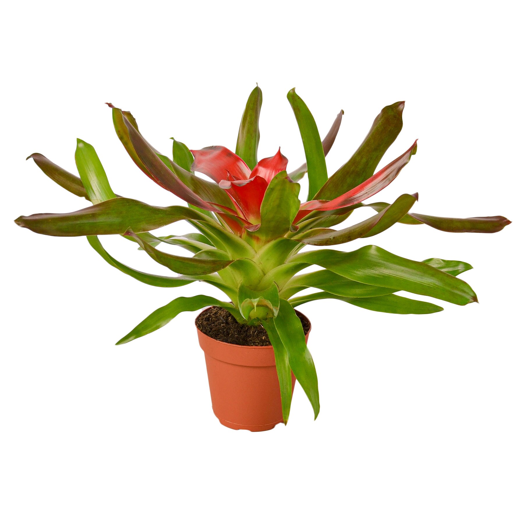 House Plant Shop 6-BROMELIAD-MEDUSA Red Bromeliad House Plant in 1-Pack Pot