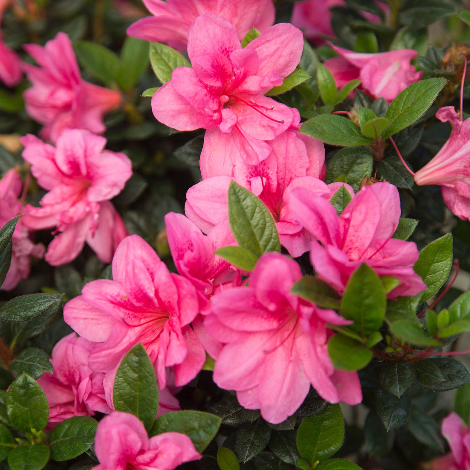 Encore Azalea Pink Autumn Empress Azalea Flowering Shrub in 1-Gallon ...