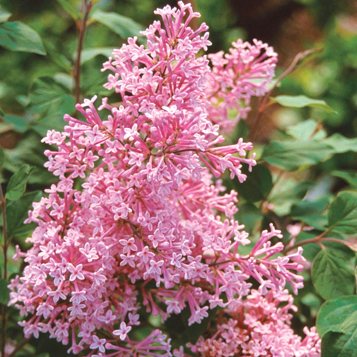 Spring Hill Nurseries 62353 Josee Reblooming Lilac Pink Flowering Shrub in 1 Pack(s) Bare Root