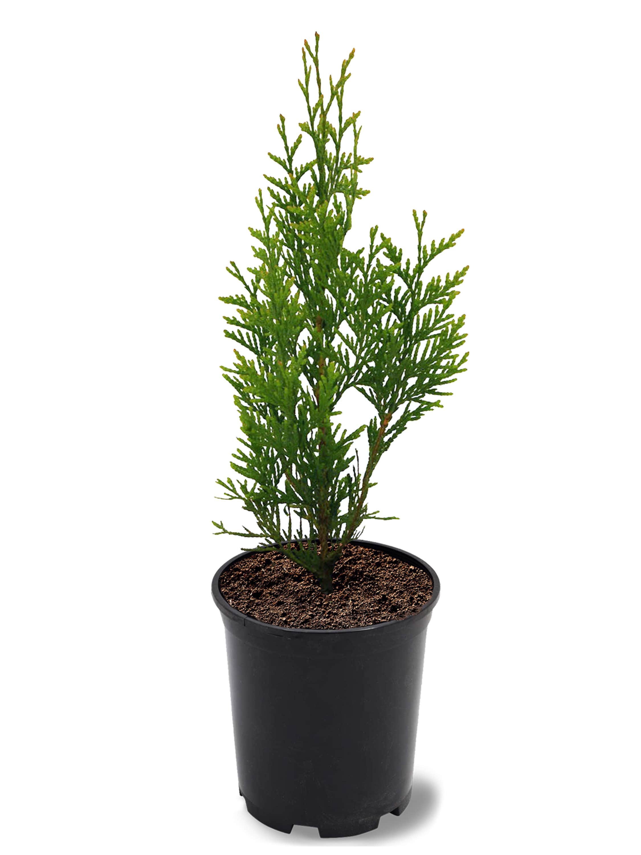 Southern Planters Screening Thuja Giant In Pot (With Soil) the Trees department Lowes.com