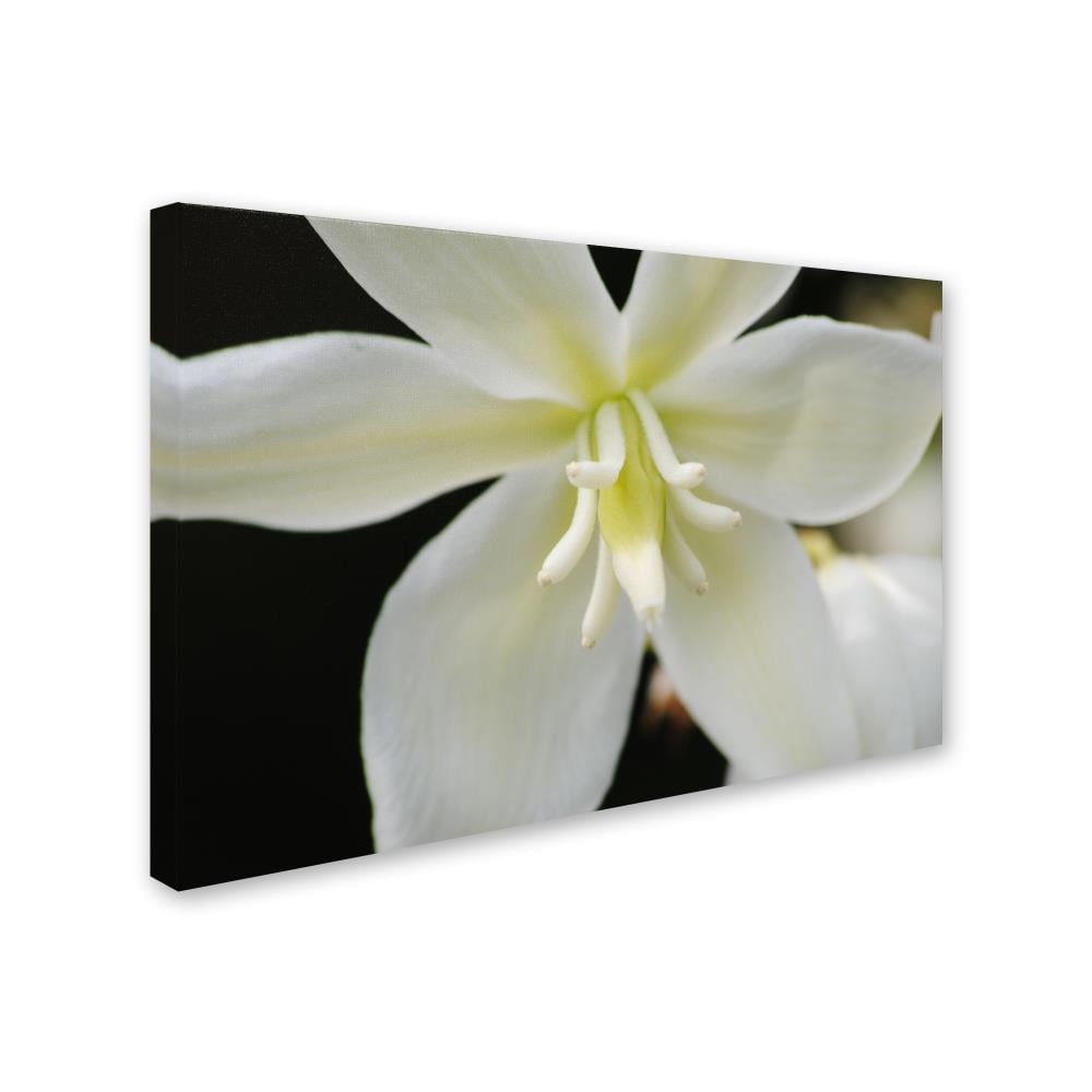 Trademark Fine Art MF149-C1624GG Wall-Art - View #2