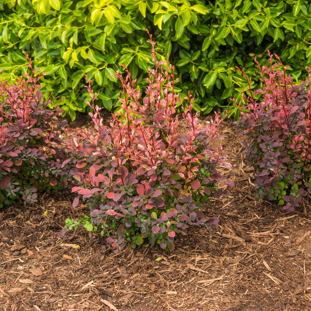Spring Hill Nurseries 74148 shrubs - View #2