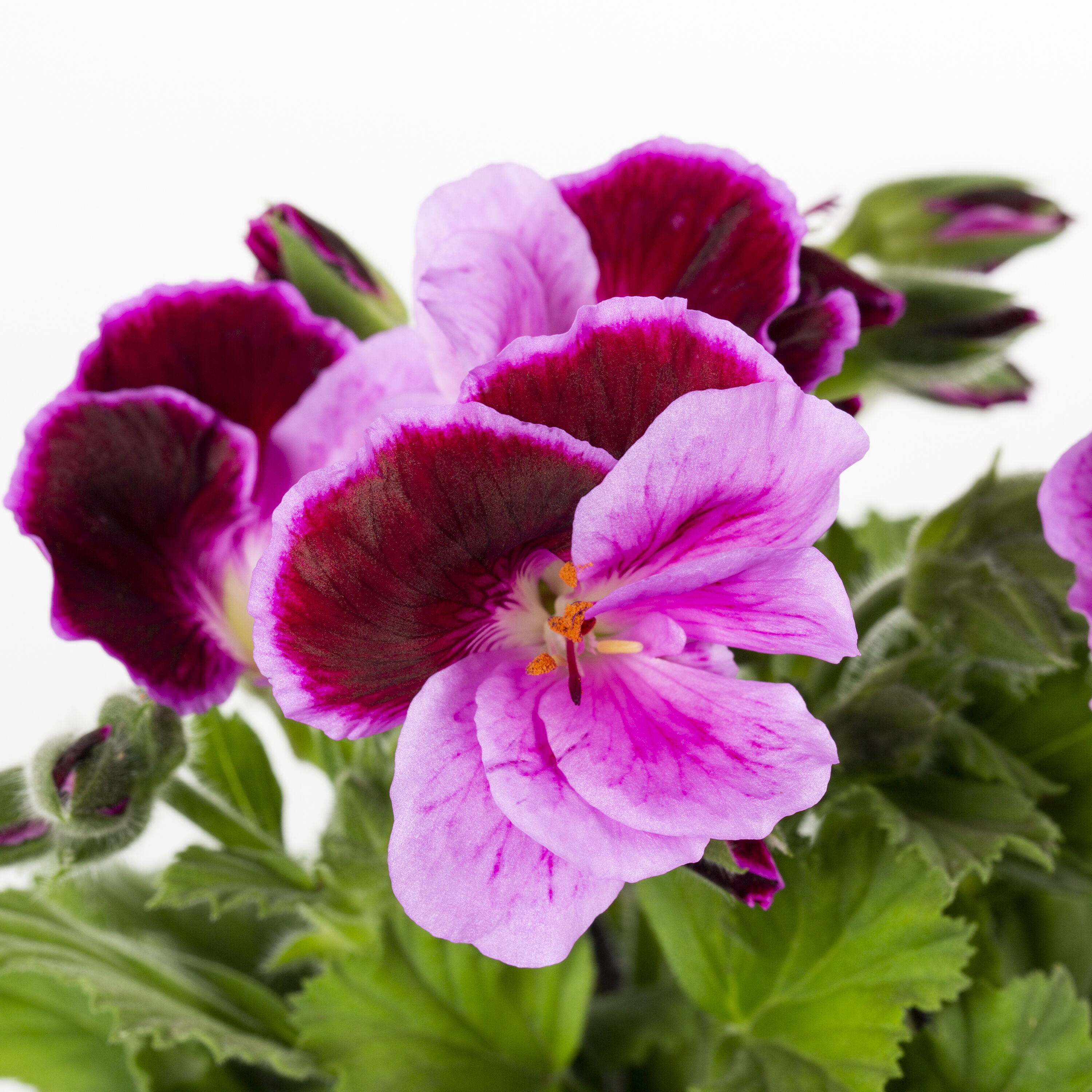 Lowe's NURSERY annuals - View #2
