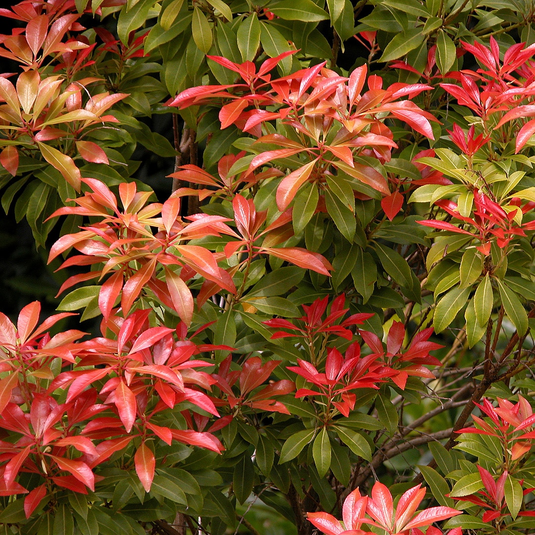  O593003 shrubs - View #2