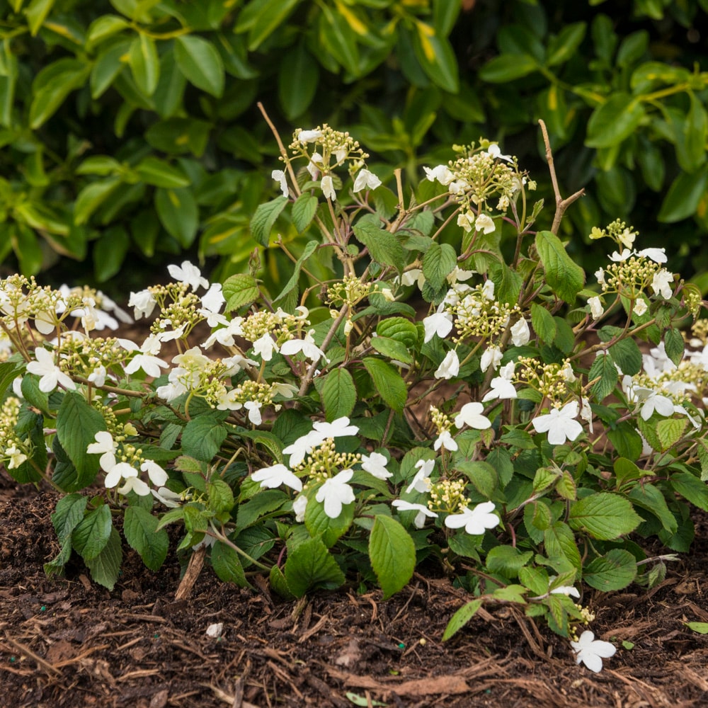 Spring Hill Nurseries 64862 Summer Snowflake Viburnum White Flowering Shrub in 1 -Pack Pot 1.0 -Pack