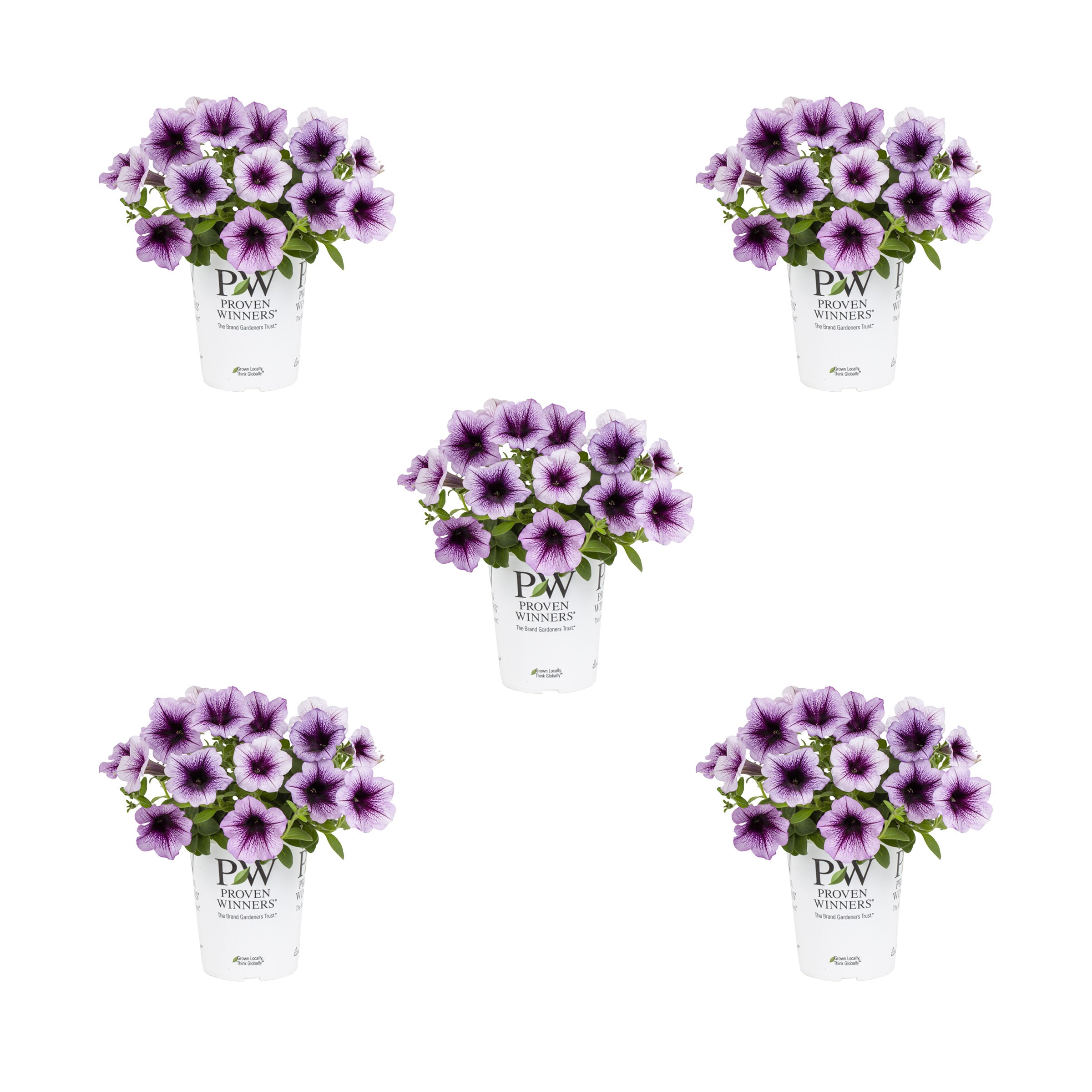 Proven Winners 4478 Purple Petunia in 1.5 Pint Pot 5 -Pack