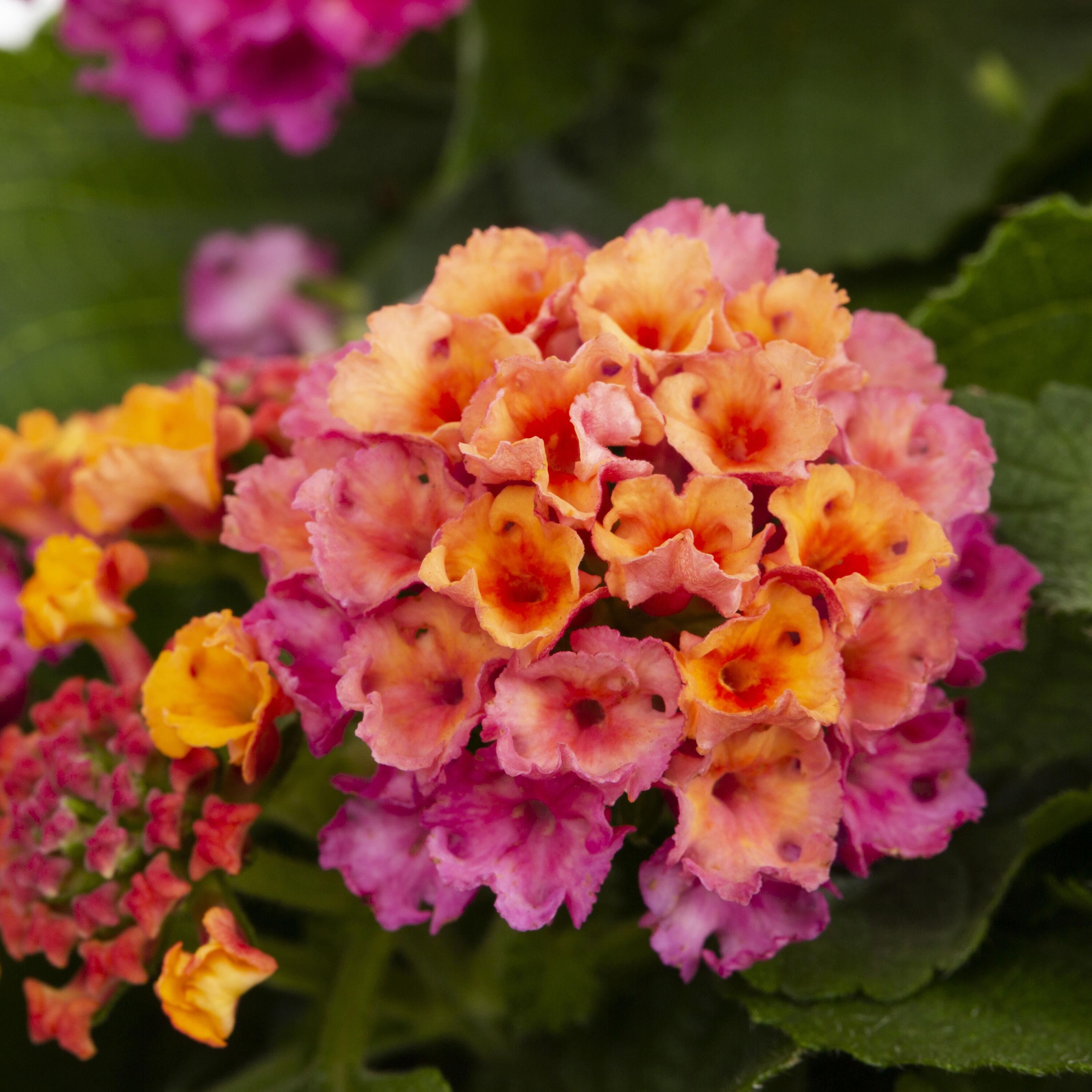 Lowe's NURSERY annuals - View #4