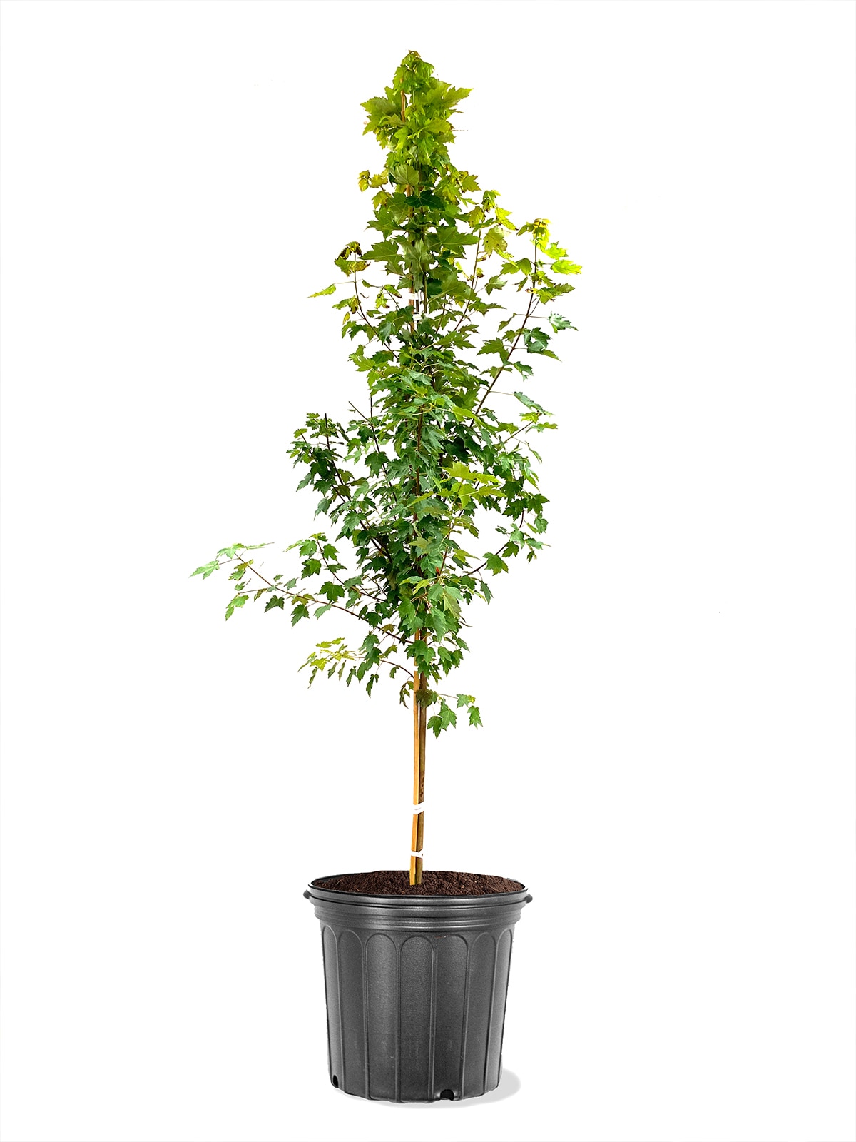 Southern Planters MAPSVA05G 5 -Gallon Shade Sun Valley Maple In pot (with soil)