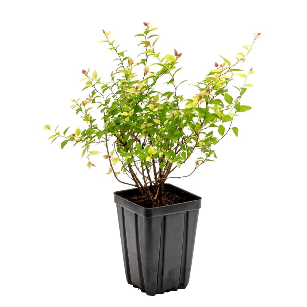 Spring Hill Nurseries Rainbow Fizz Spirea Pink Flowering Shrub in 1 ...