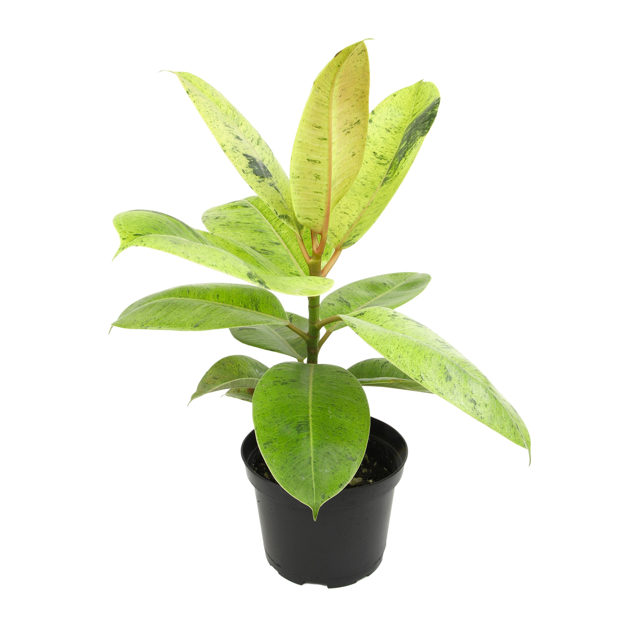Altman Plants 0881608 Shivereana House plant in 6 Inch(es) Pot 1 -Pack