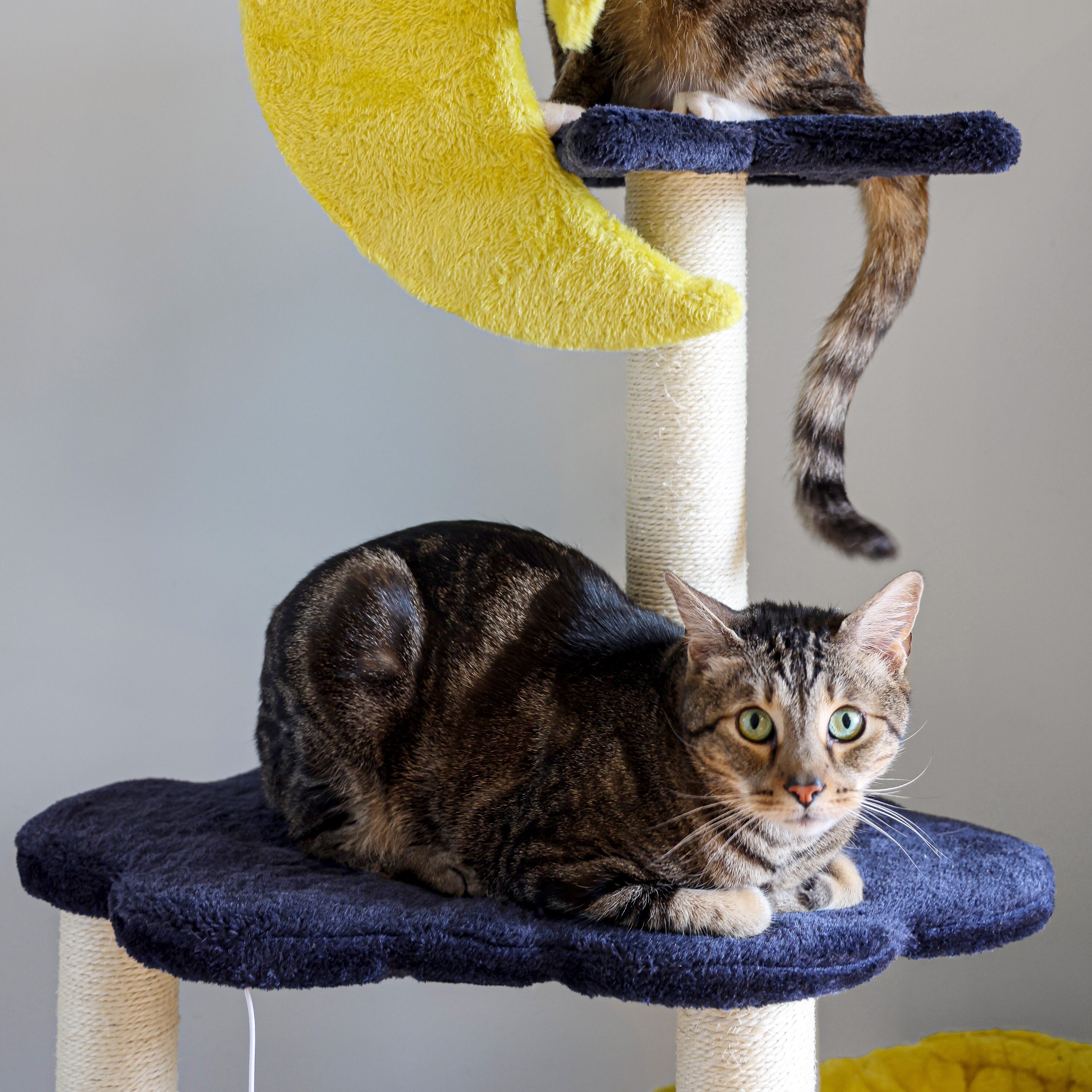 The Licker Store CTR1003A Cat-Trees - View #8