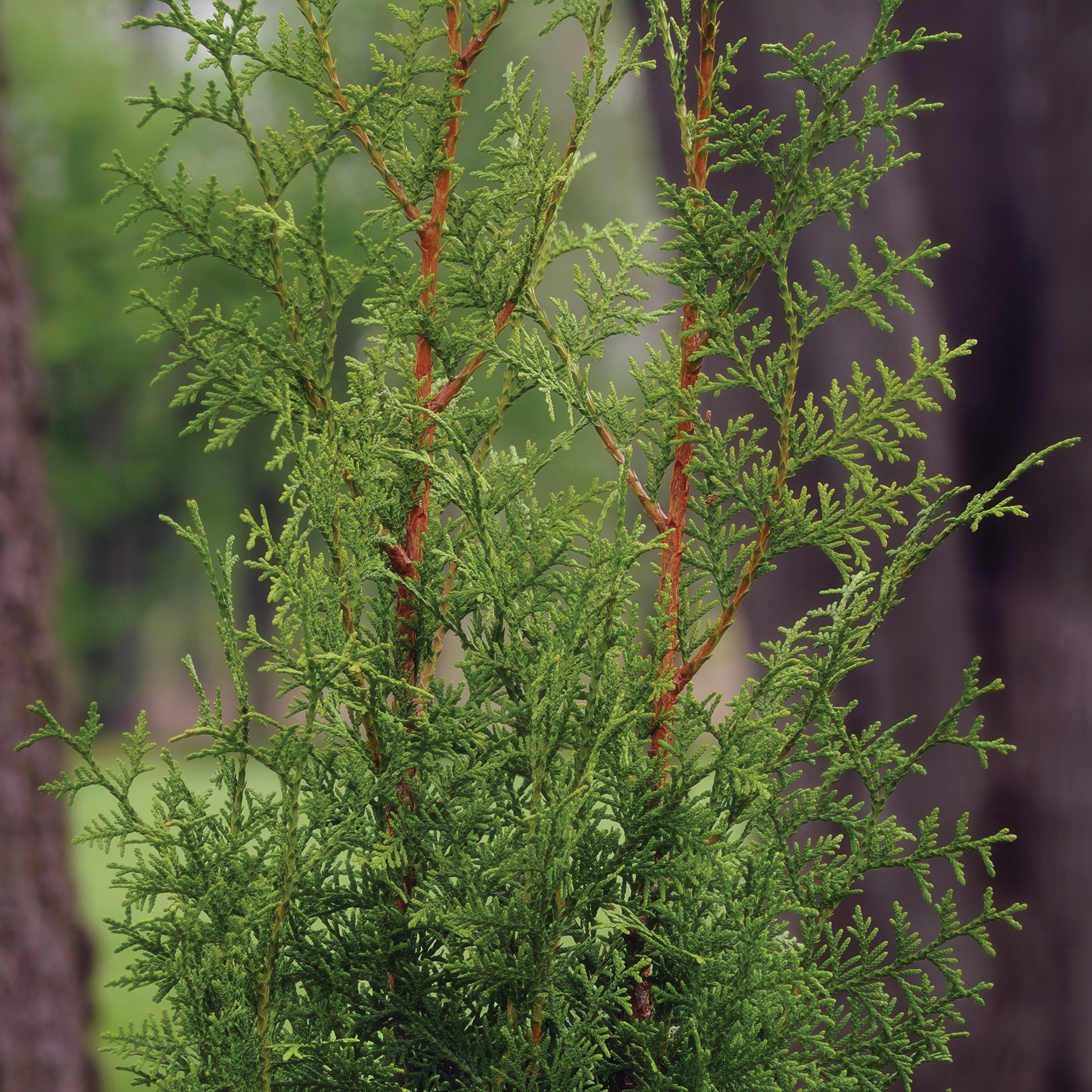 National Plant Network LW1853 Thuja Sugar and Spice Foundation/Hedge Shrub in 1 -Gallon Pot 1 -Pack