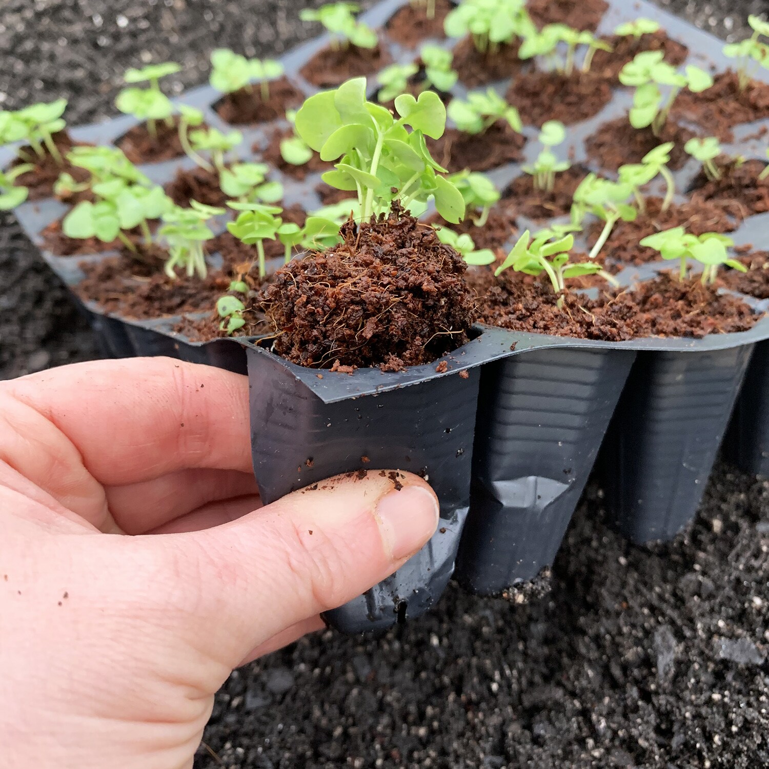 Jiffy LC-PHEX-7L Seed-Starters - View #6