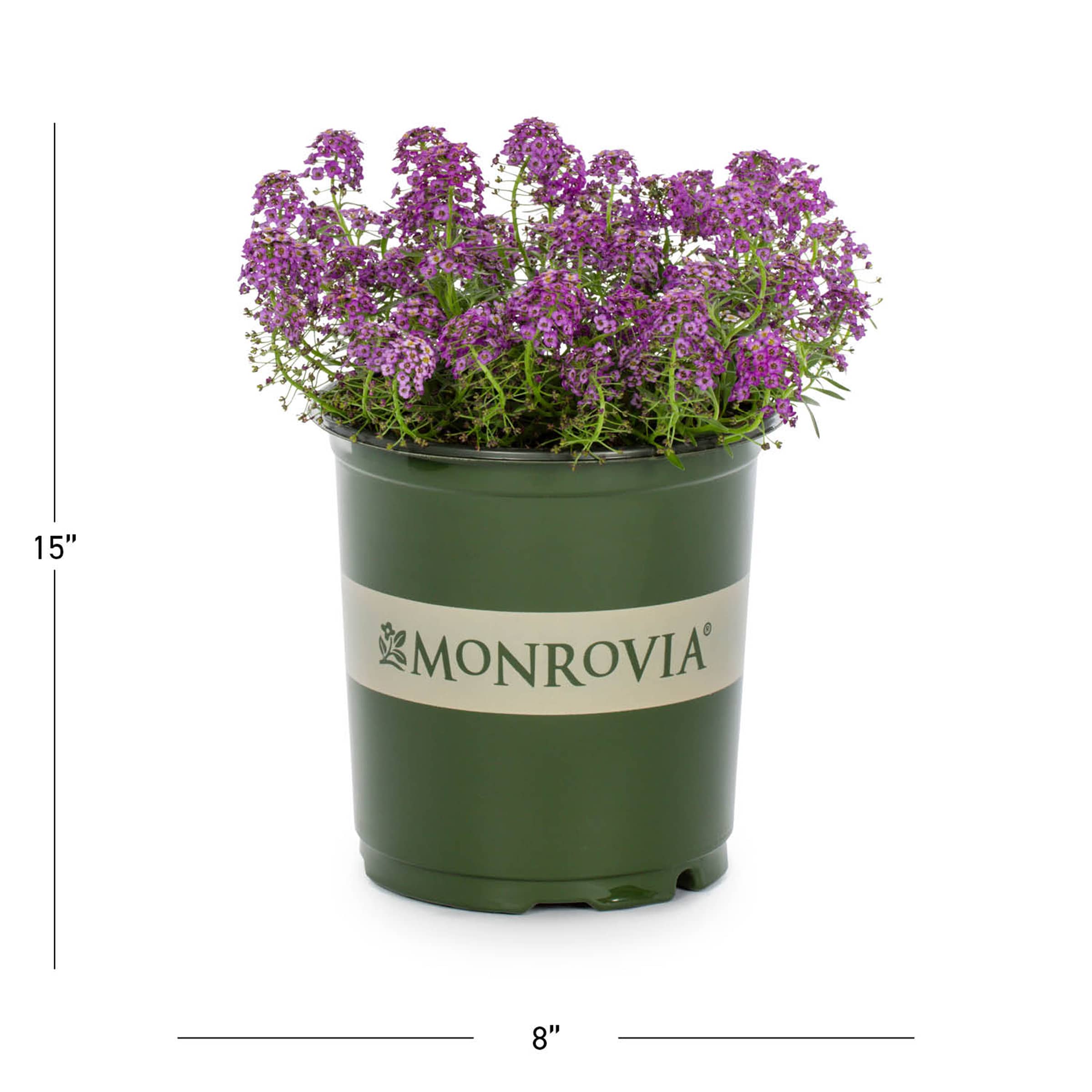 Monrovia 79172 annuals - View #4