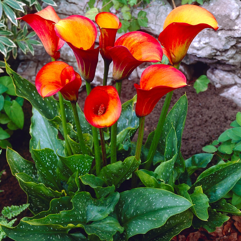 Van Zyverden 11180 Orange Callas Flame Bulbs 5.0 Count