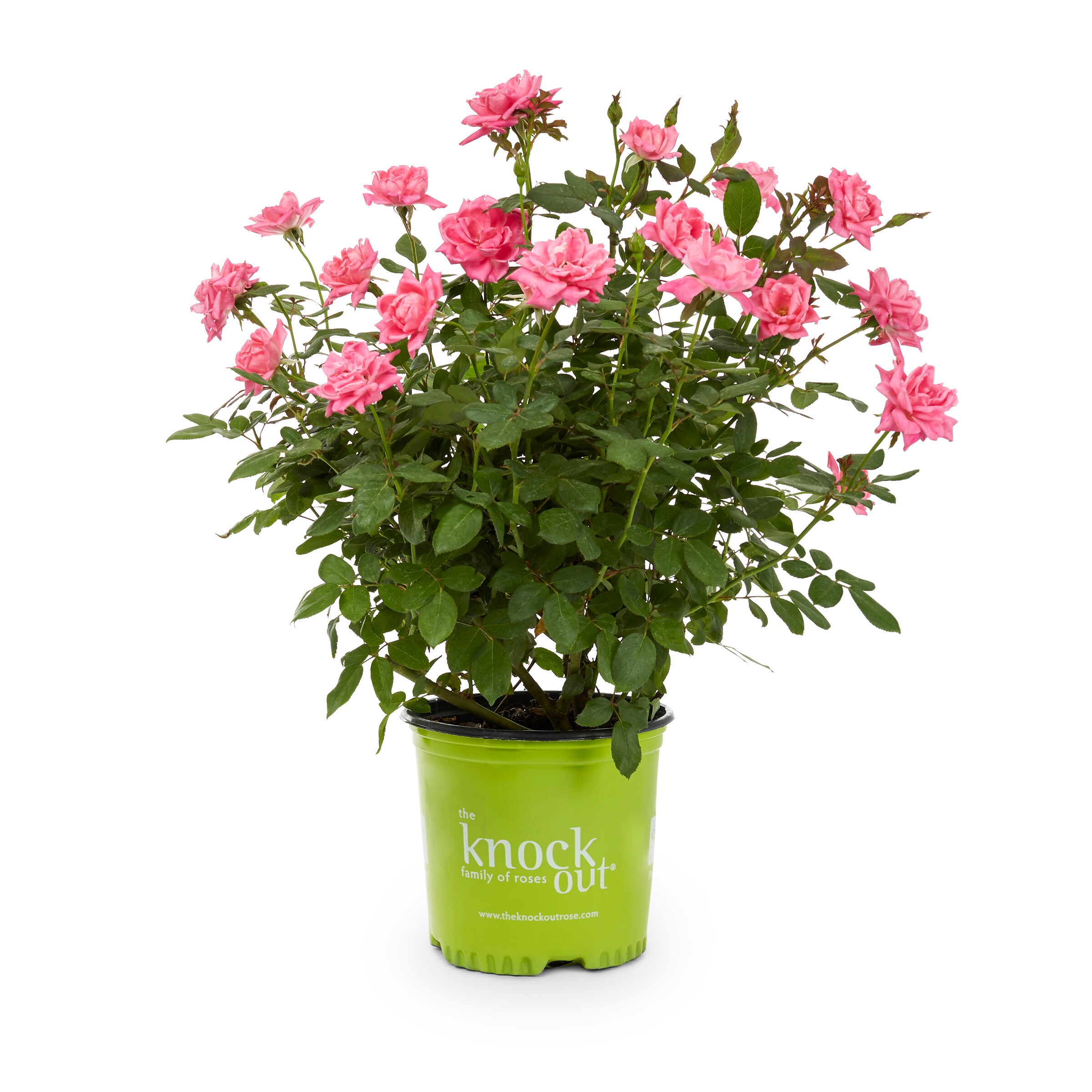 Lowes Pink Double Pink Knockout Rose Flowering Shrub In 2 Gallon S Pot At 