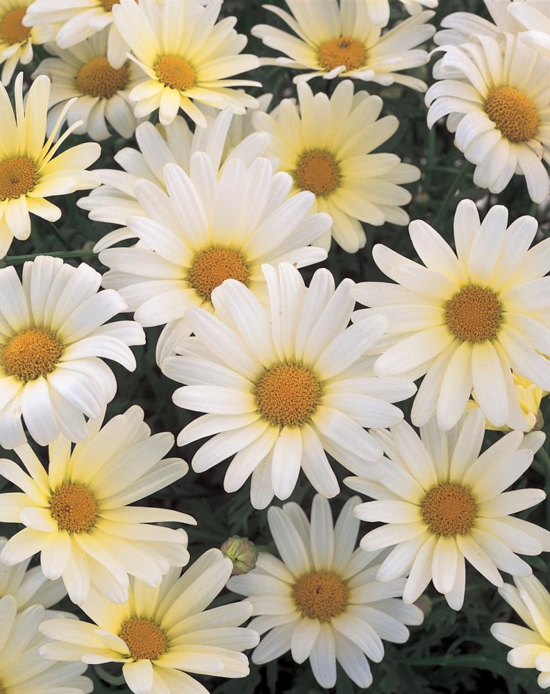 Argyranthemum Plants, Bulbs & Seeds At Lowes.com