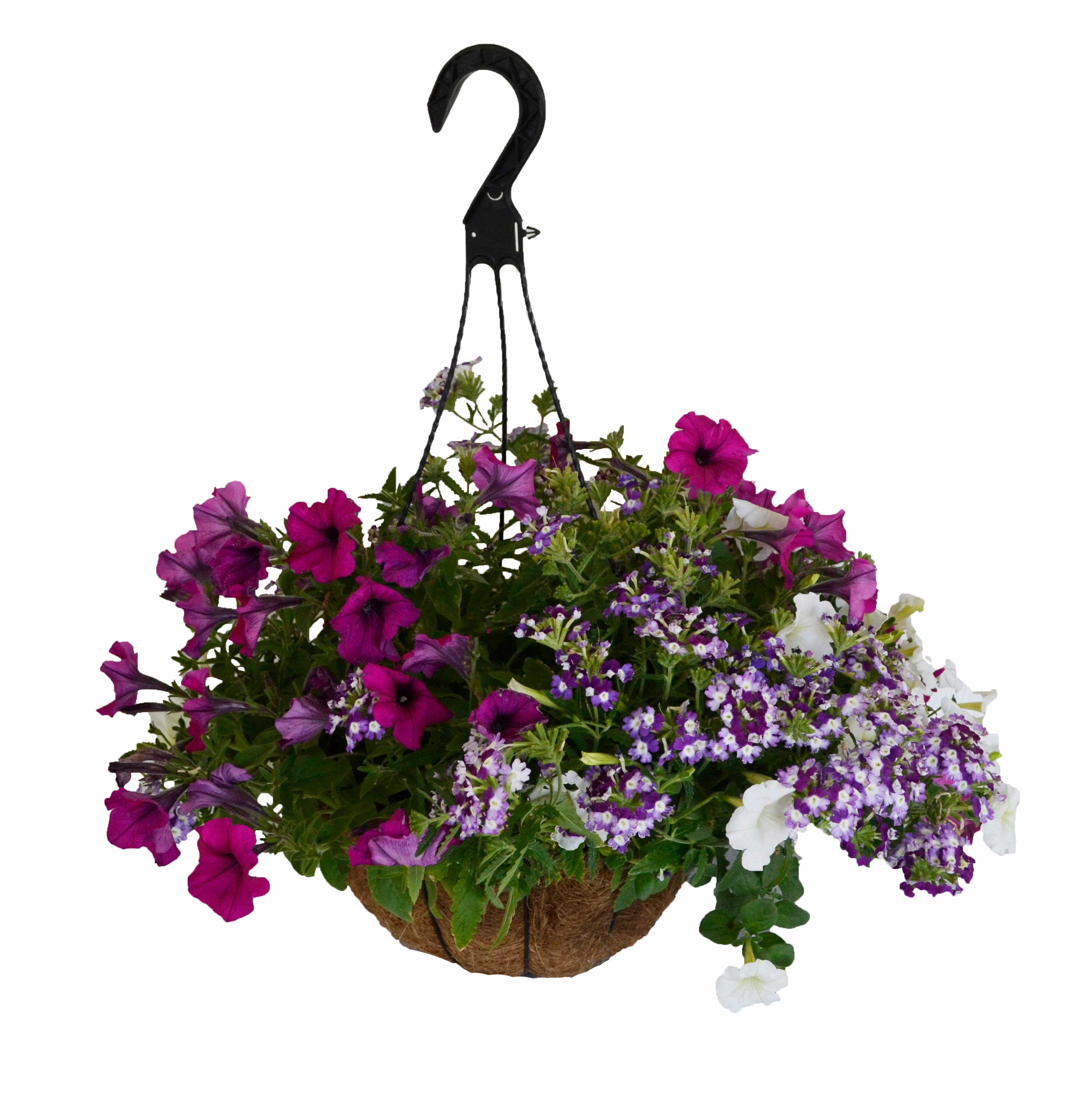 Lowe's Multicolor Mixed Annuals Combination In 2-gallon Hanging Basket 