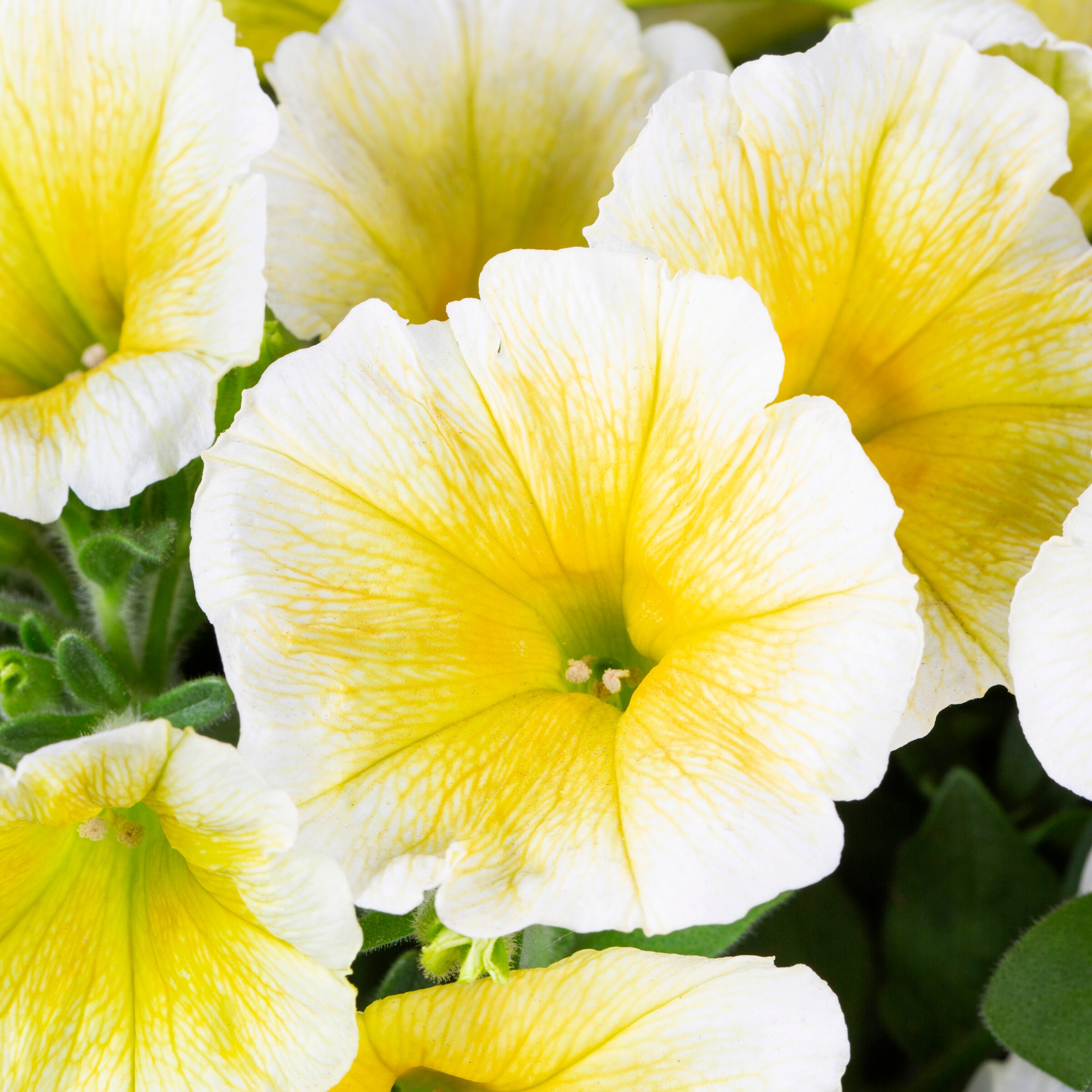 Metrolina Greenhouses 79606 annuals - View #2