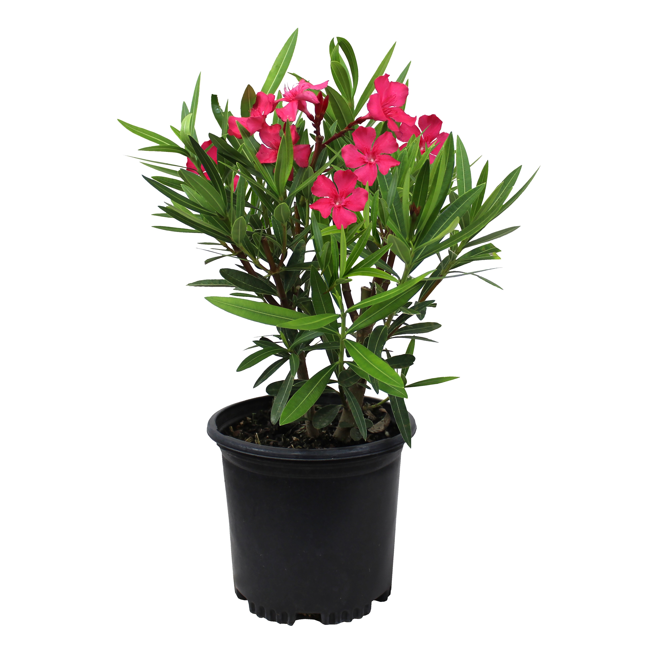 Altman Plants Pink Nerium Oleander Flowering Shrub in 20.20 Quart Pot