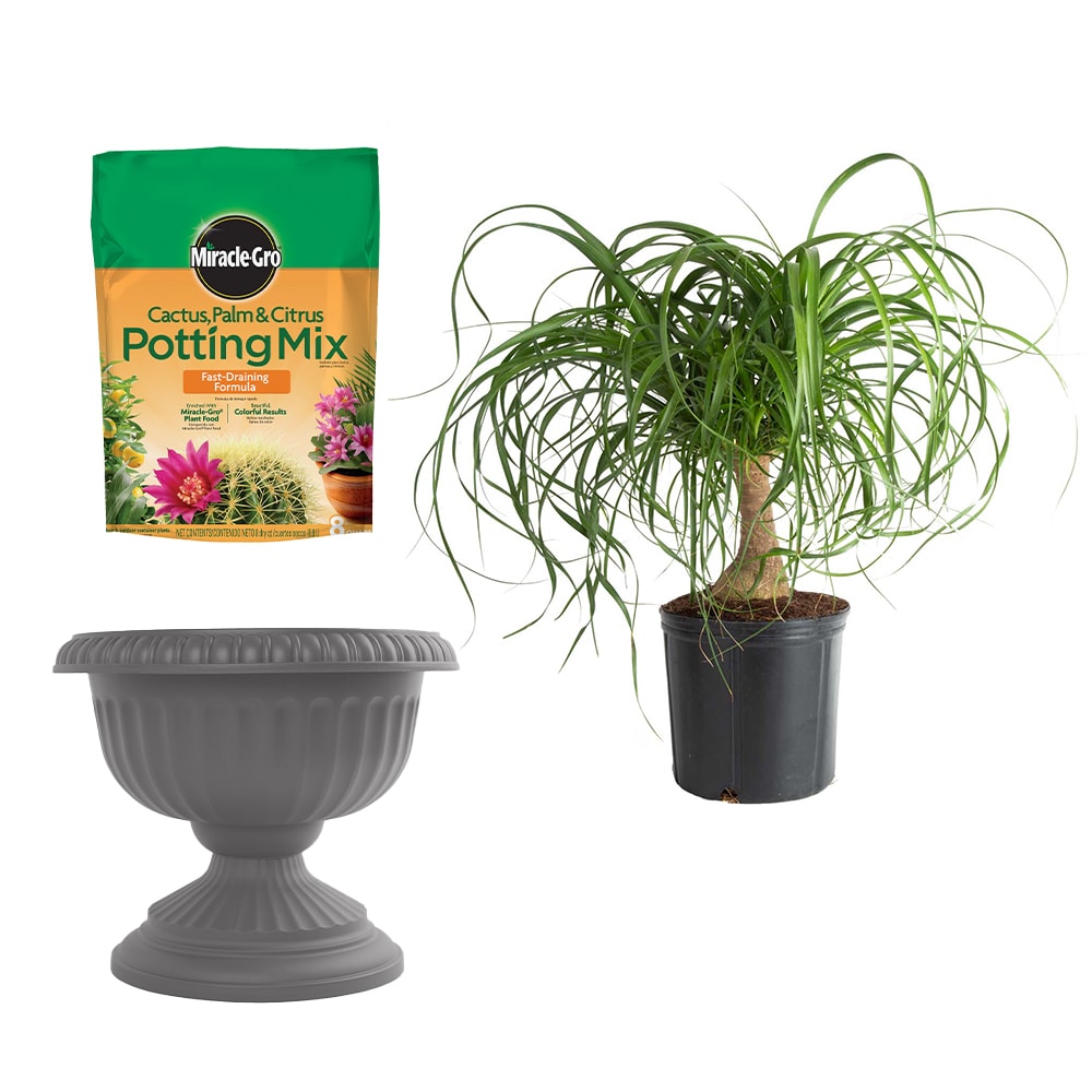 Shop Costa Farms Set of Costa Farms Ponytail Palm House Plant in 1-Pack ...