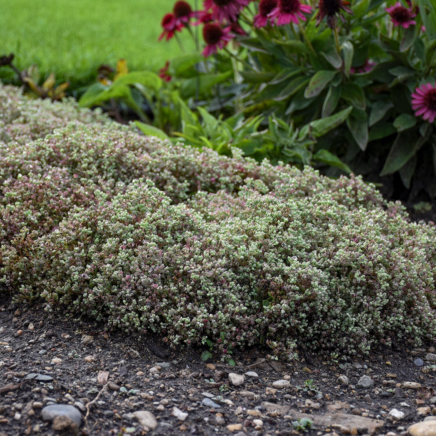 Direct Gardening 96202 perennials - View #3