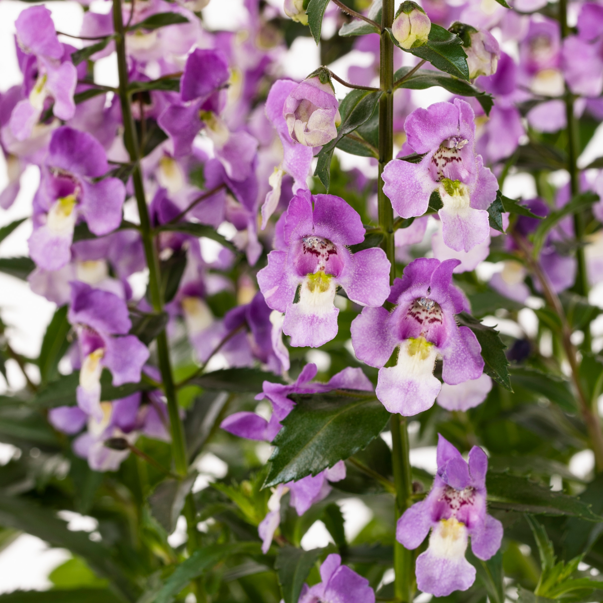 Lowe's NURSERY annuals - View #2