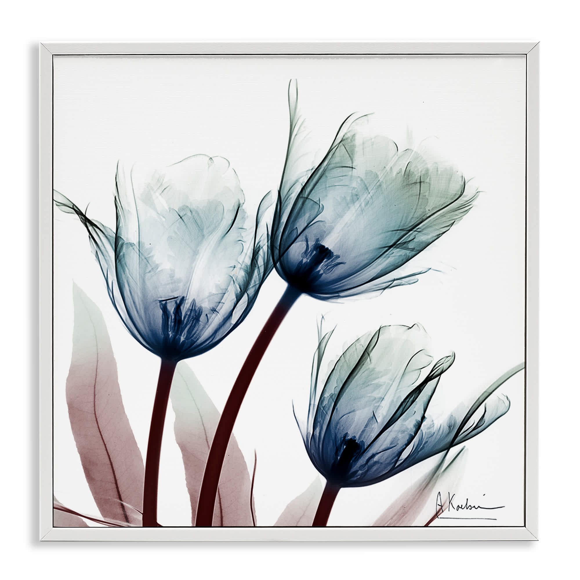 Stupell Industries BS-026-WFR-17X17 Translucent Tulip Bulbs Framed Giclee design by Albert Koetsier