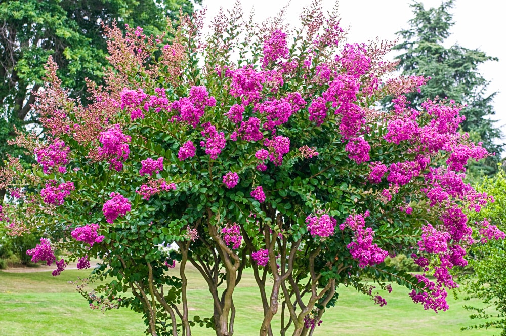 Spring Hill Nurseries 69214 shrubs - View #3