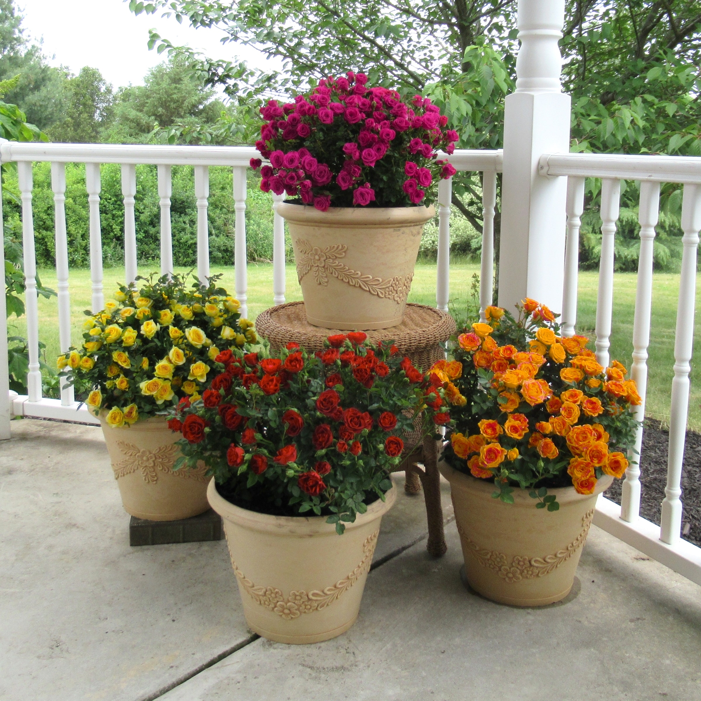National Plant Network LW1782 roses - View #2