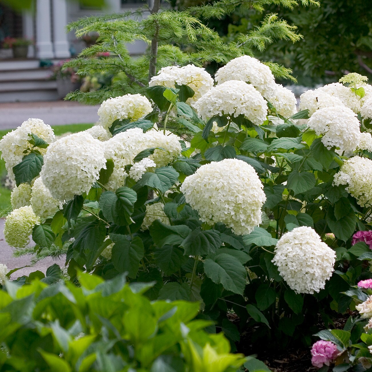 Perfect Plants LOINCREDIBALL3G shrubs - View #3