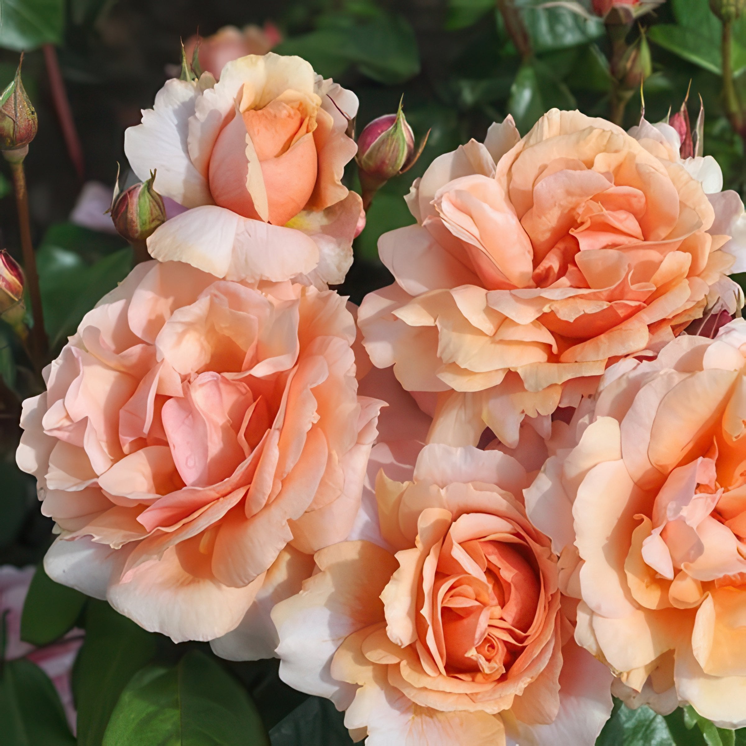 National Plant Network LW2173 Orange Soul Sister 2 -Pack 2 -Pack in Bare root