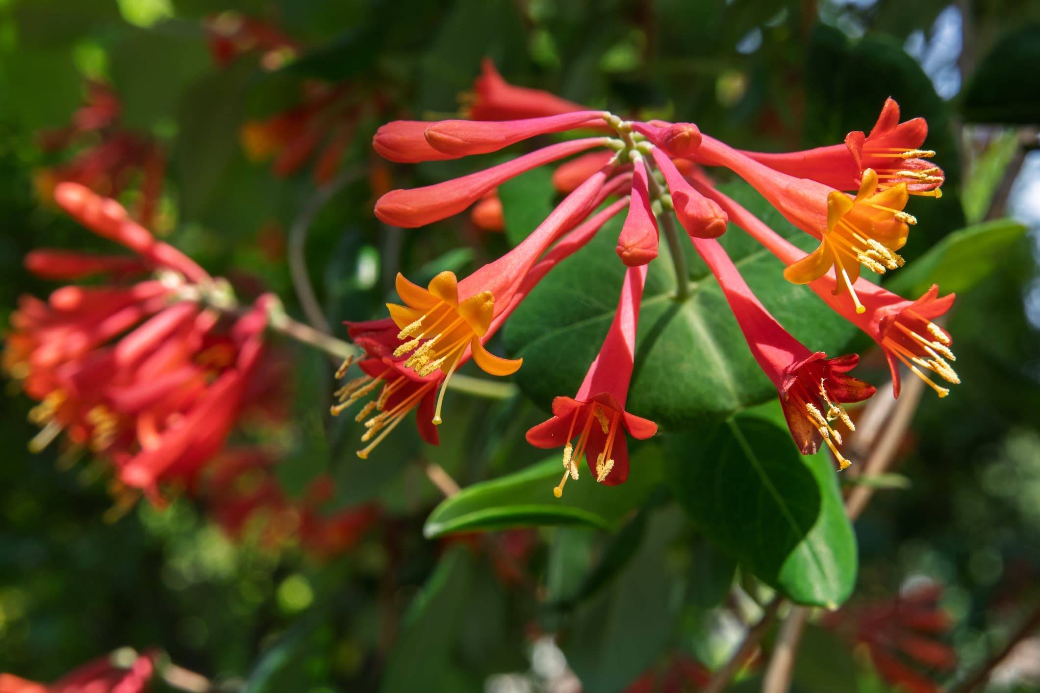Live Major Wheeler Honeysuckle Vine Starter Plant - Lonicera Sempervirens - Attracts Hummingbirds