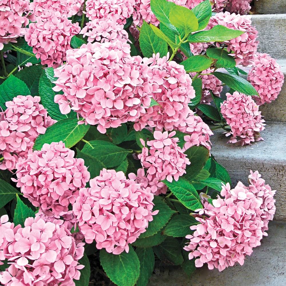 Gurney's Seed and Nursery Forever Pink Hydrangea Flowering Shrub in 1 ...