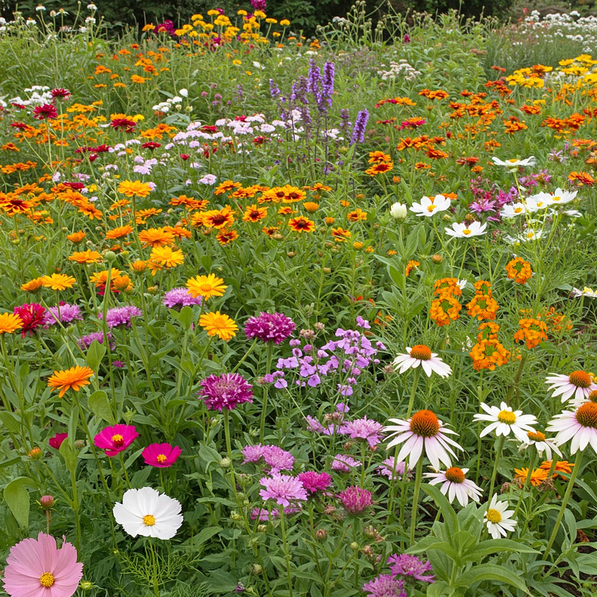 Ferry-Morse Ferry Morse Butterfly Mix Bulk Wildflower Seeds 1lb