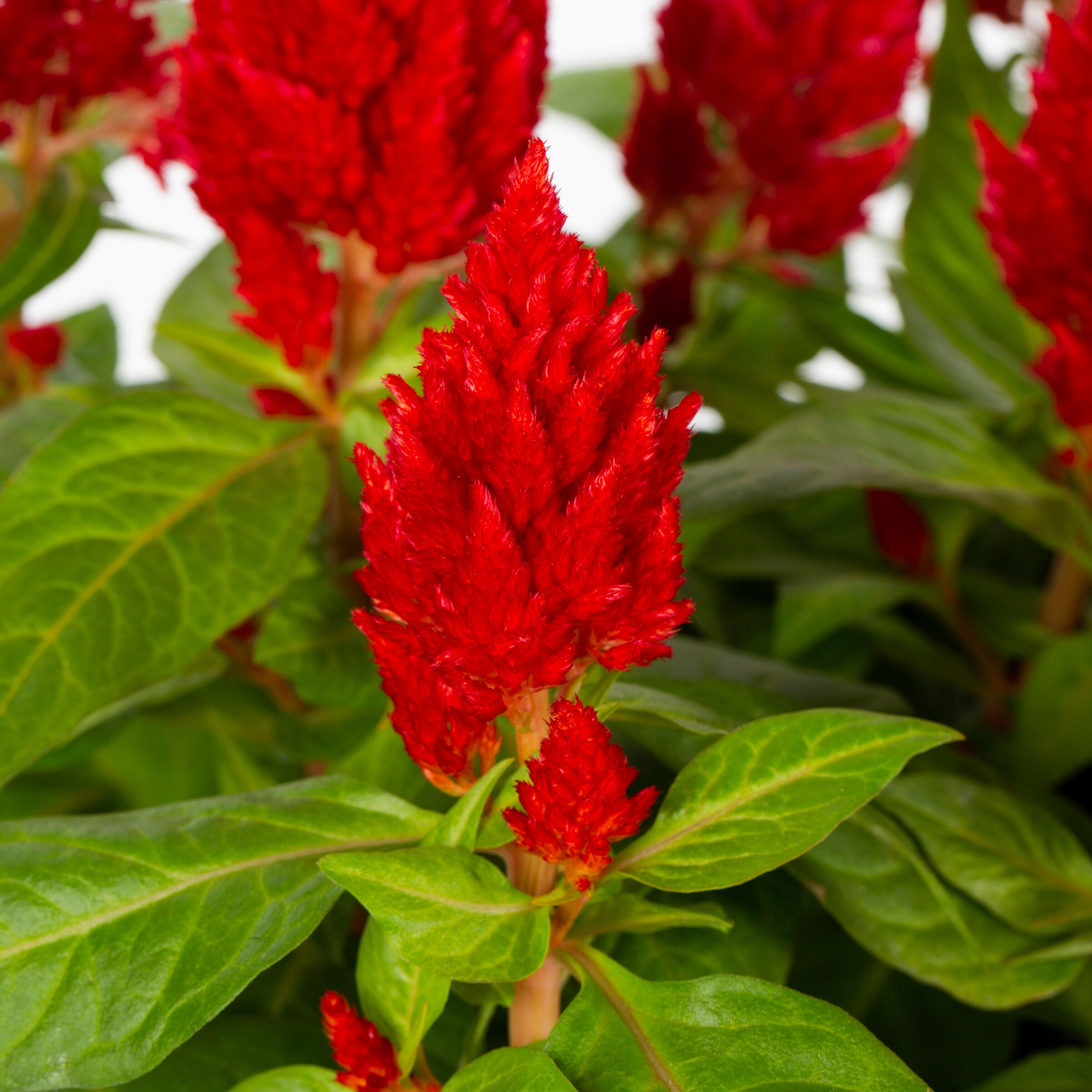 Lowe's NURSERY annuals - View #3
