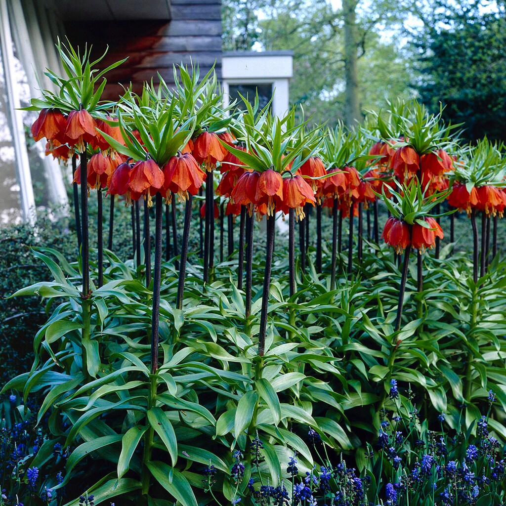 Van Zyverden 87241 Plant-Bulbs - View #4