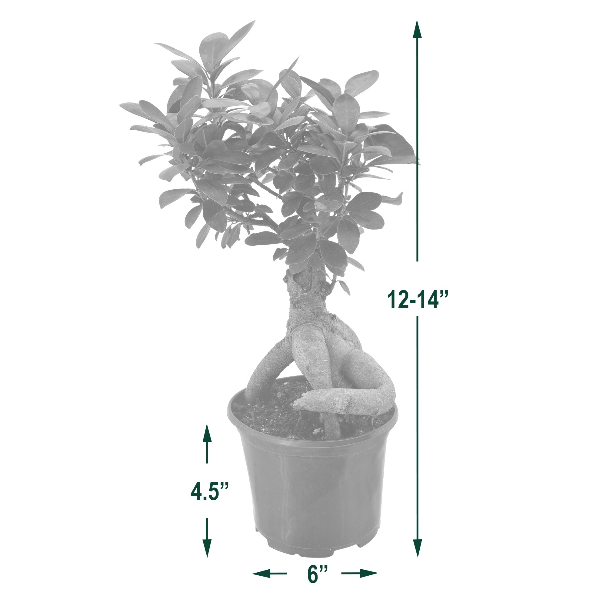 Arcadia Garden Products LV62 hseplants - View #4