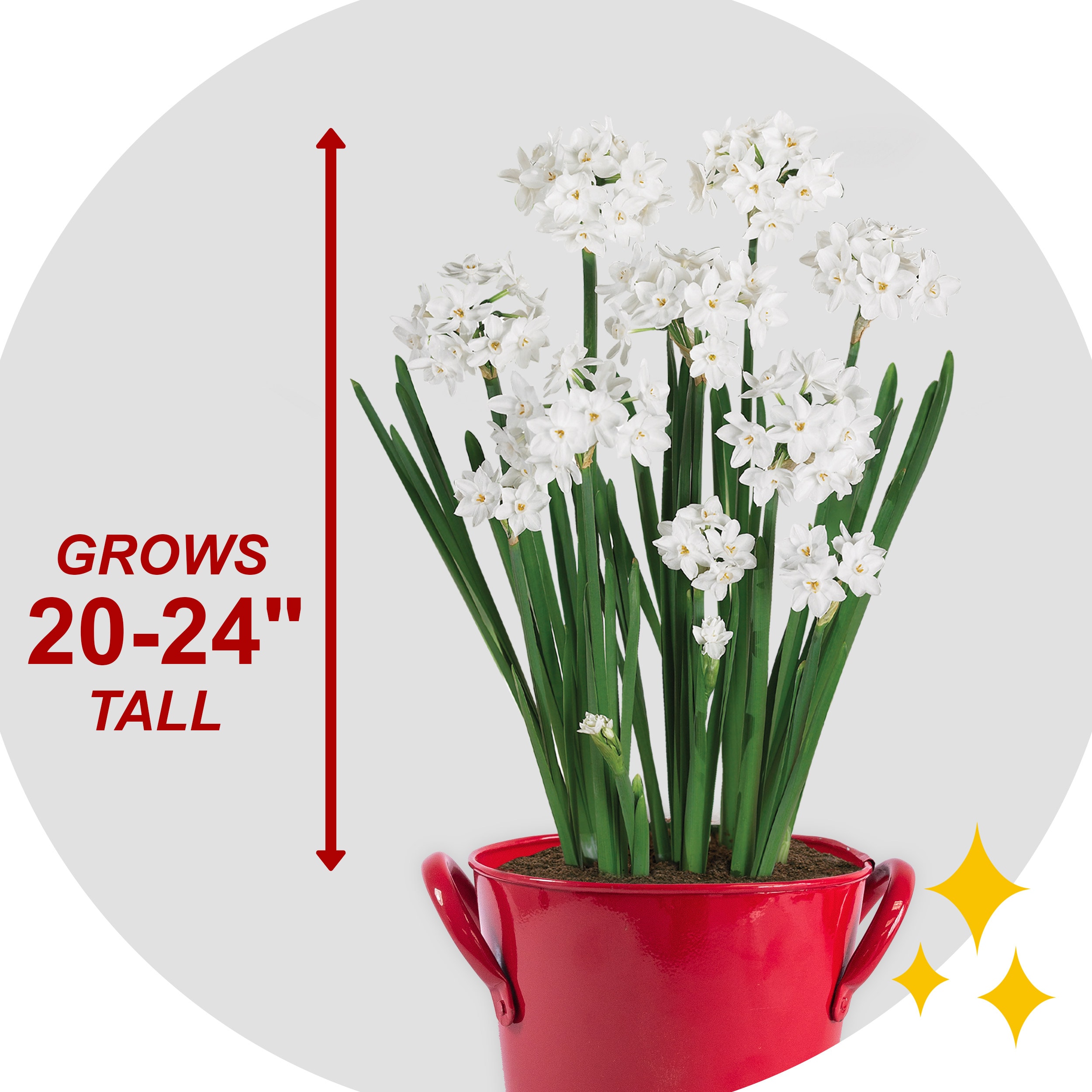 Garden State Bulb ECH-27-01-01 Plant-Bulbs - View #3