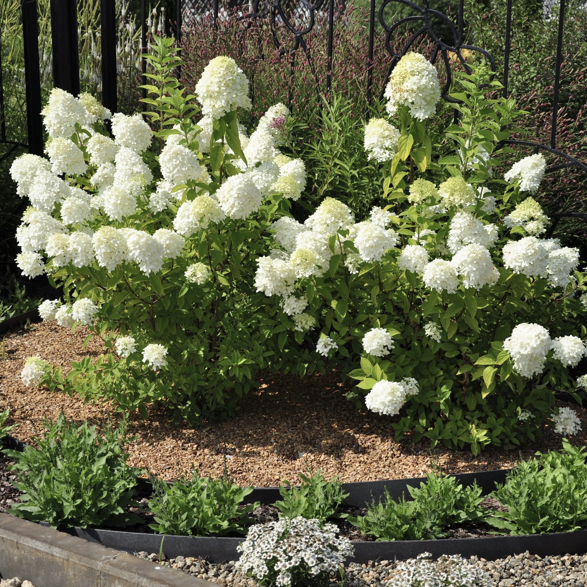 National Plant Network LW2244 shrubs - View #8