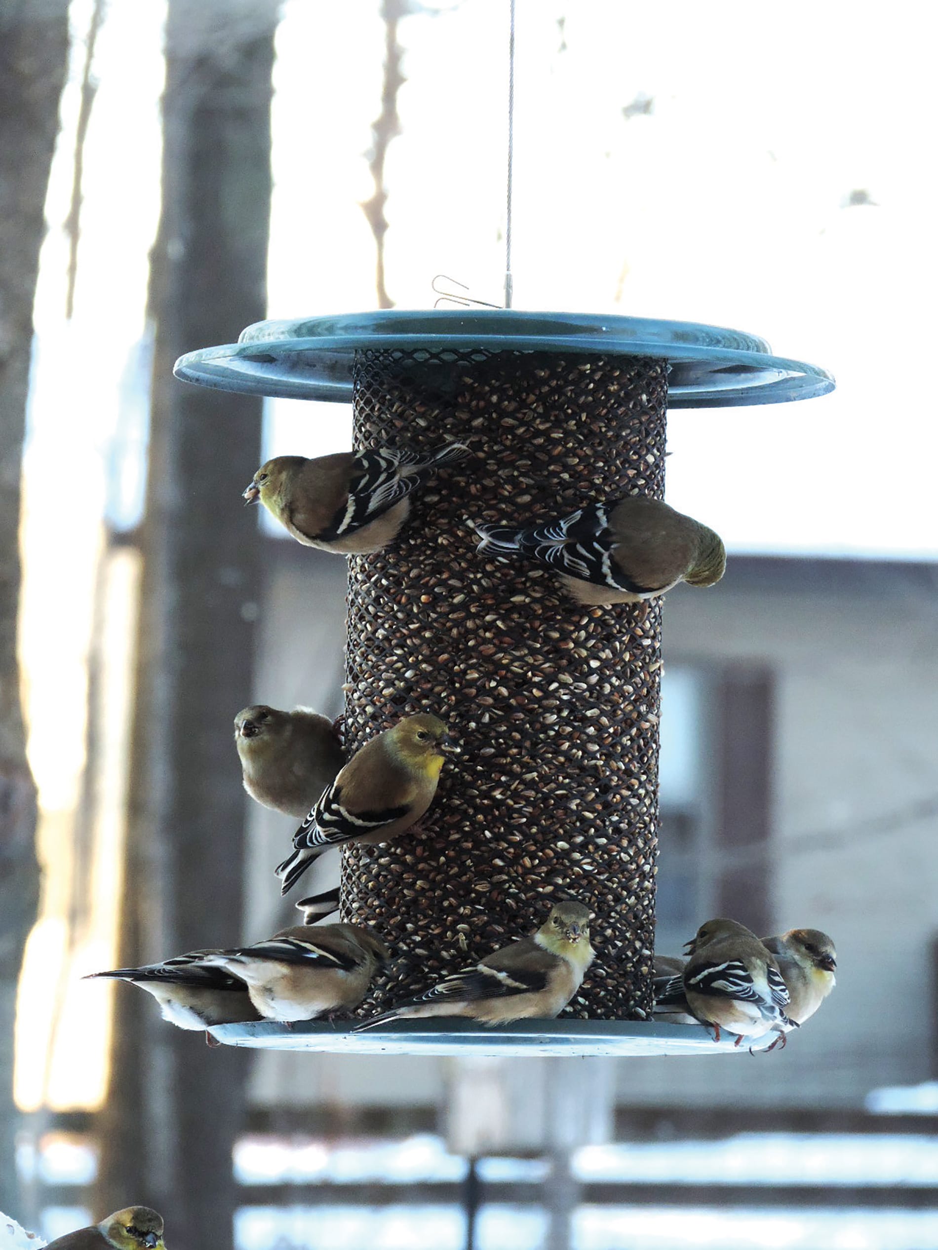 BIRDS CHOICE SAF Bird-Feeders - View #4