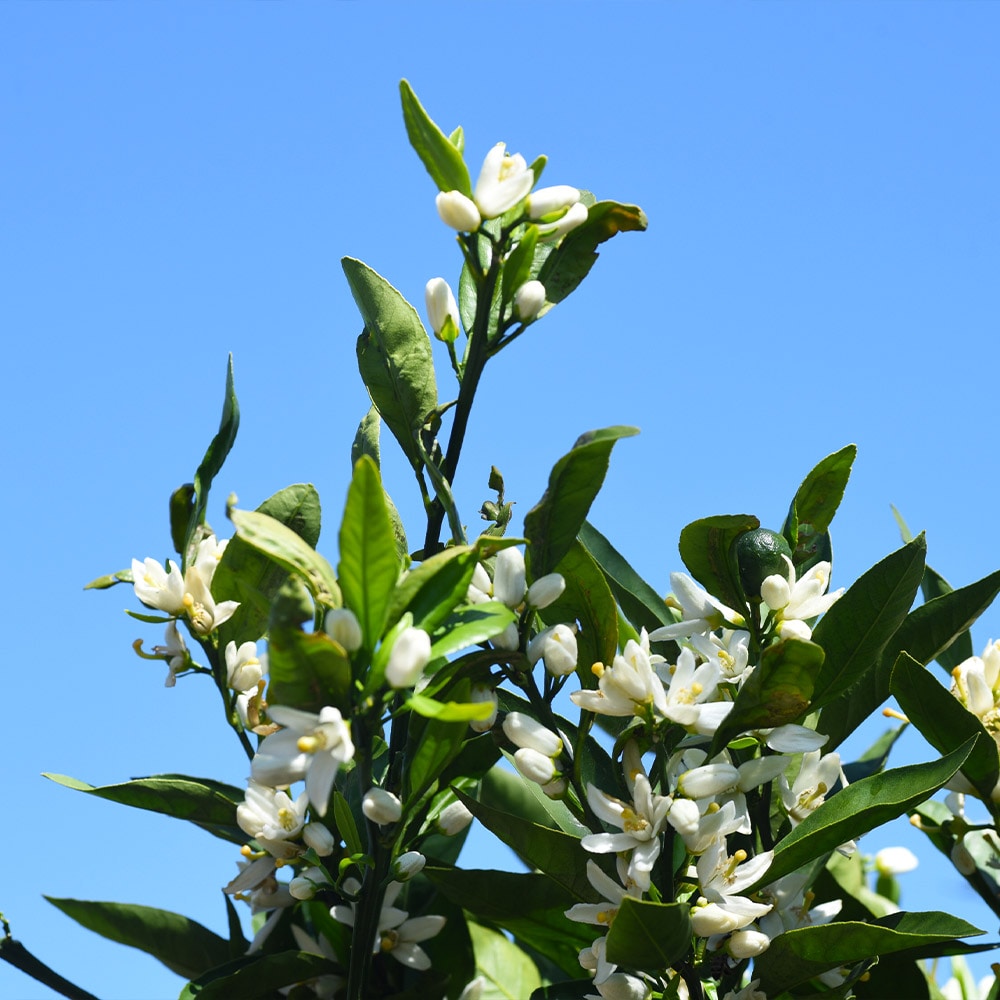 Brighter Blooms 12725 Fruit-Plants - View #2