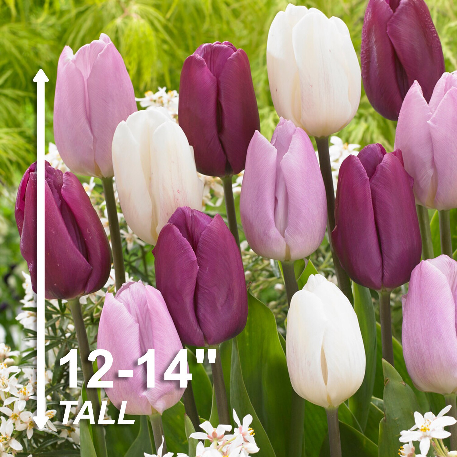 Garden State Bulb ECF-42-100-04 Plant-Bulbs - View #3