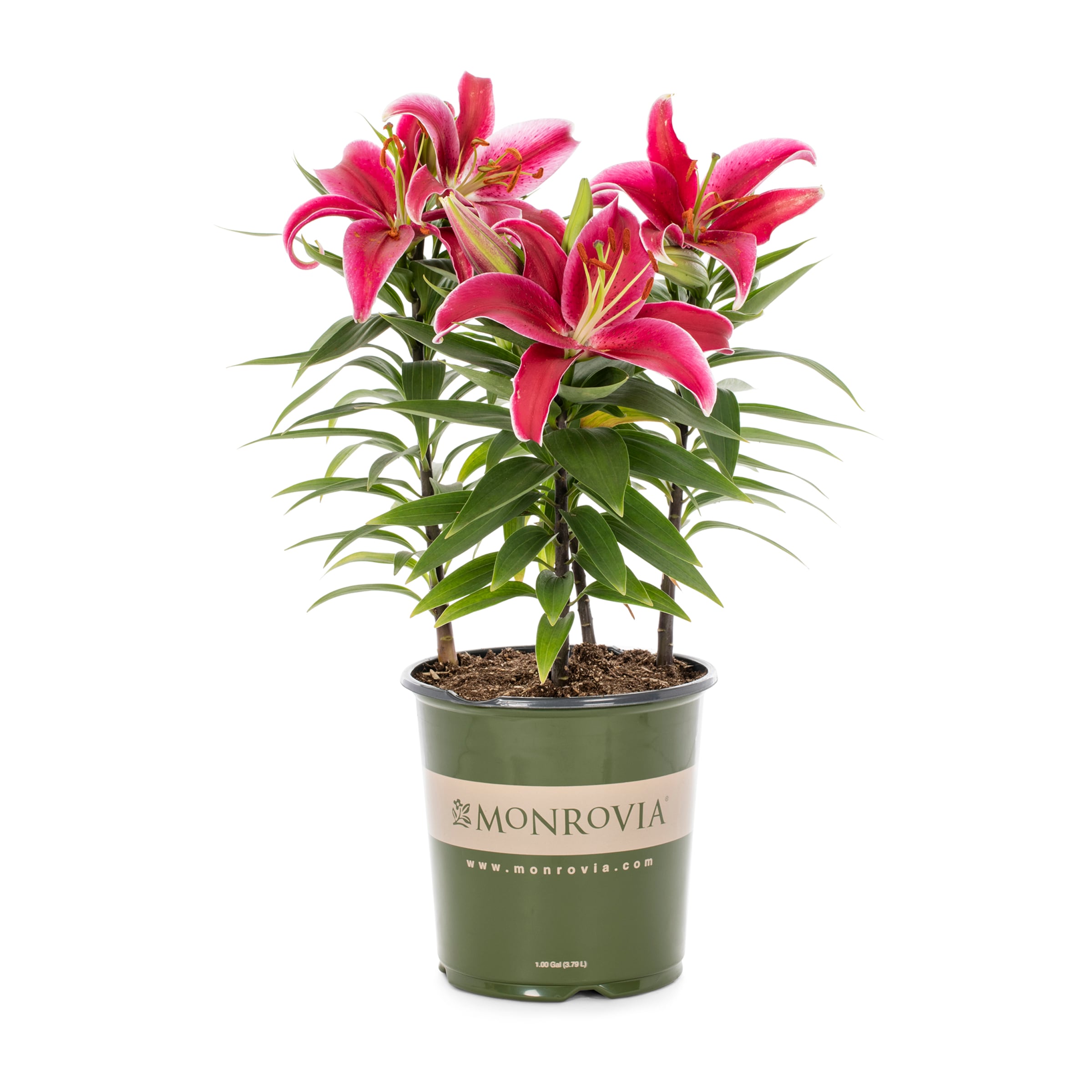 Pink Oriental Lily – Family Flowers Inc