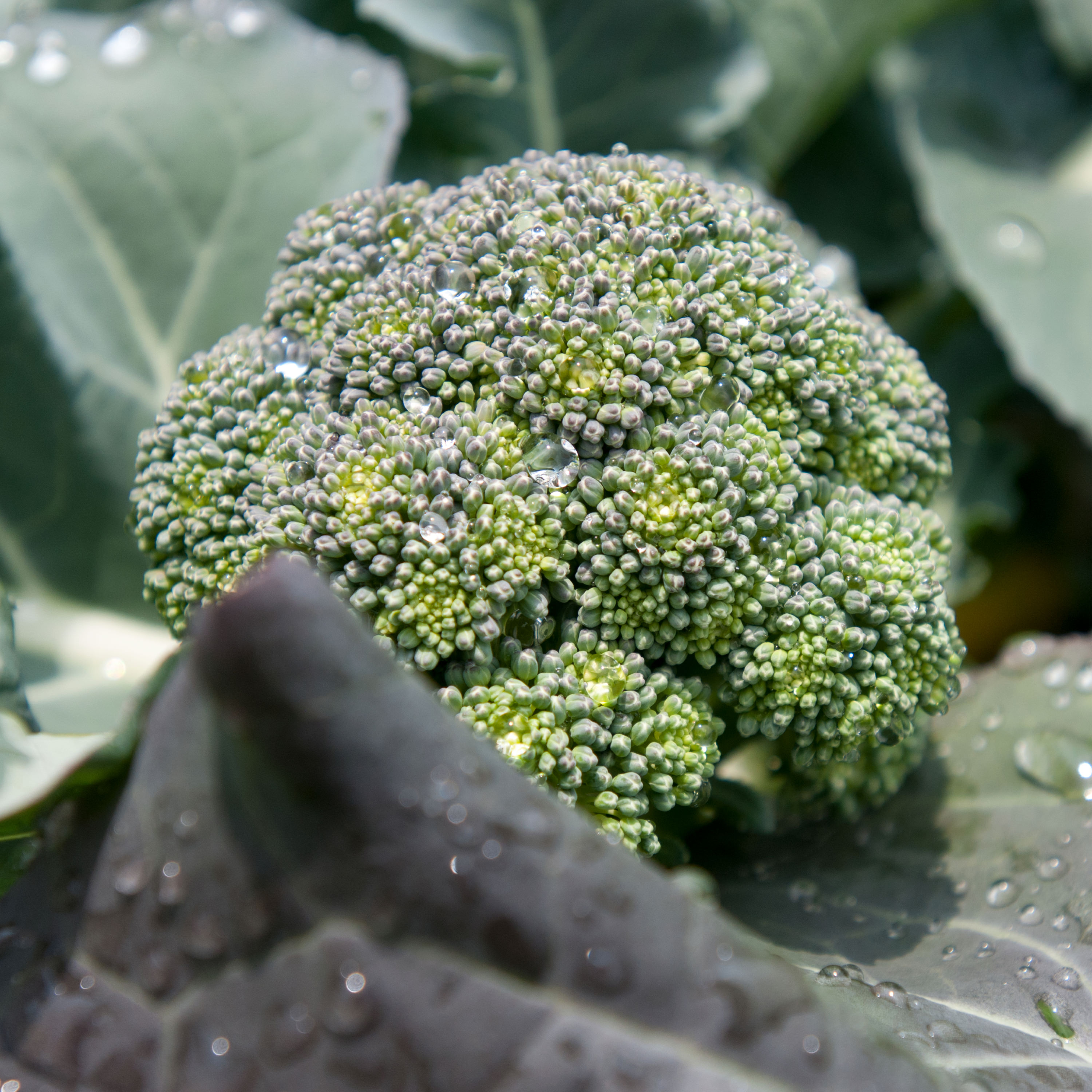Bonnie Plants 201998 Vegetable-Plants - View #2